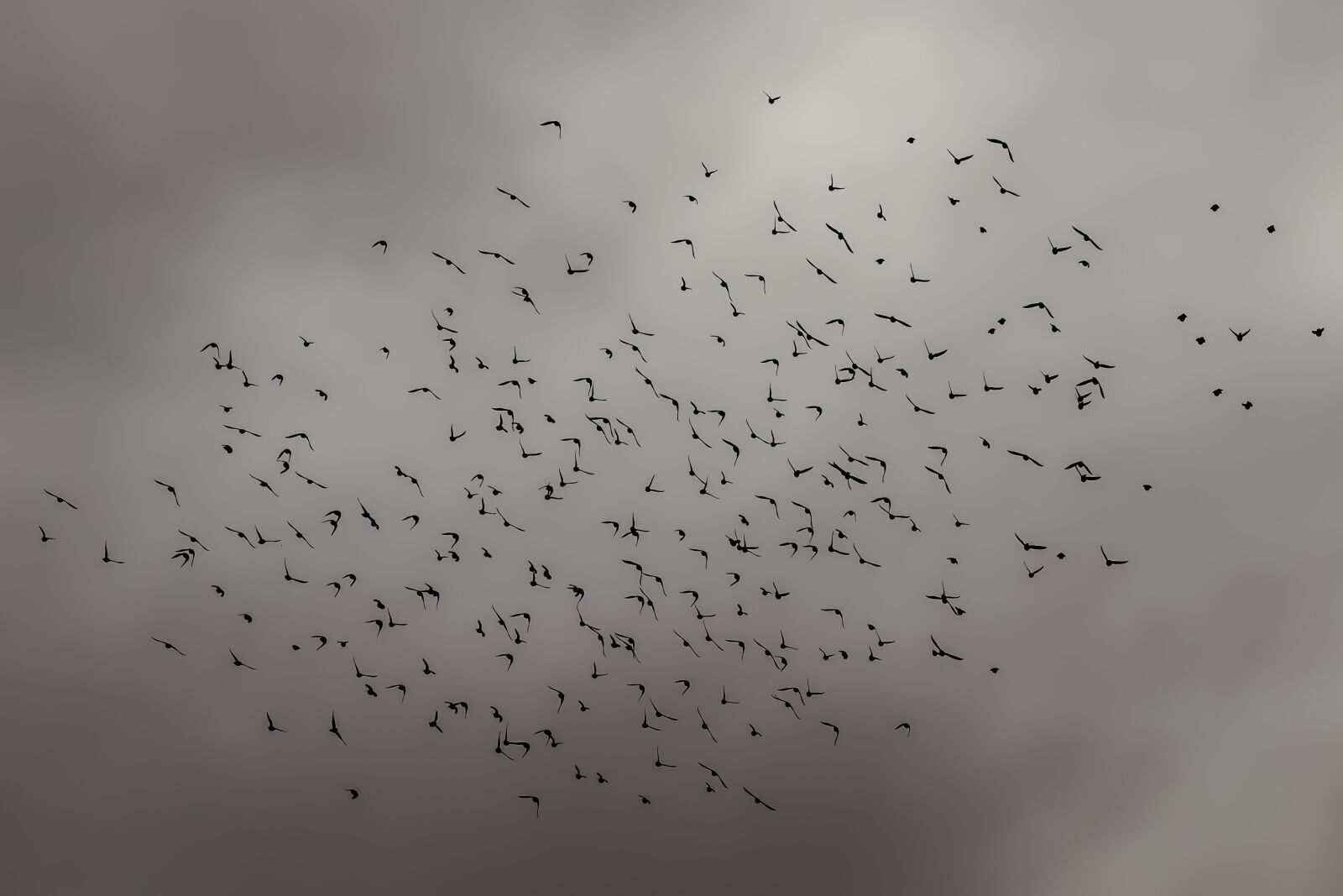 Nikon D3300 sample photo. Birds, flock, nature photography