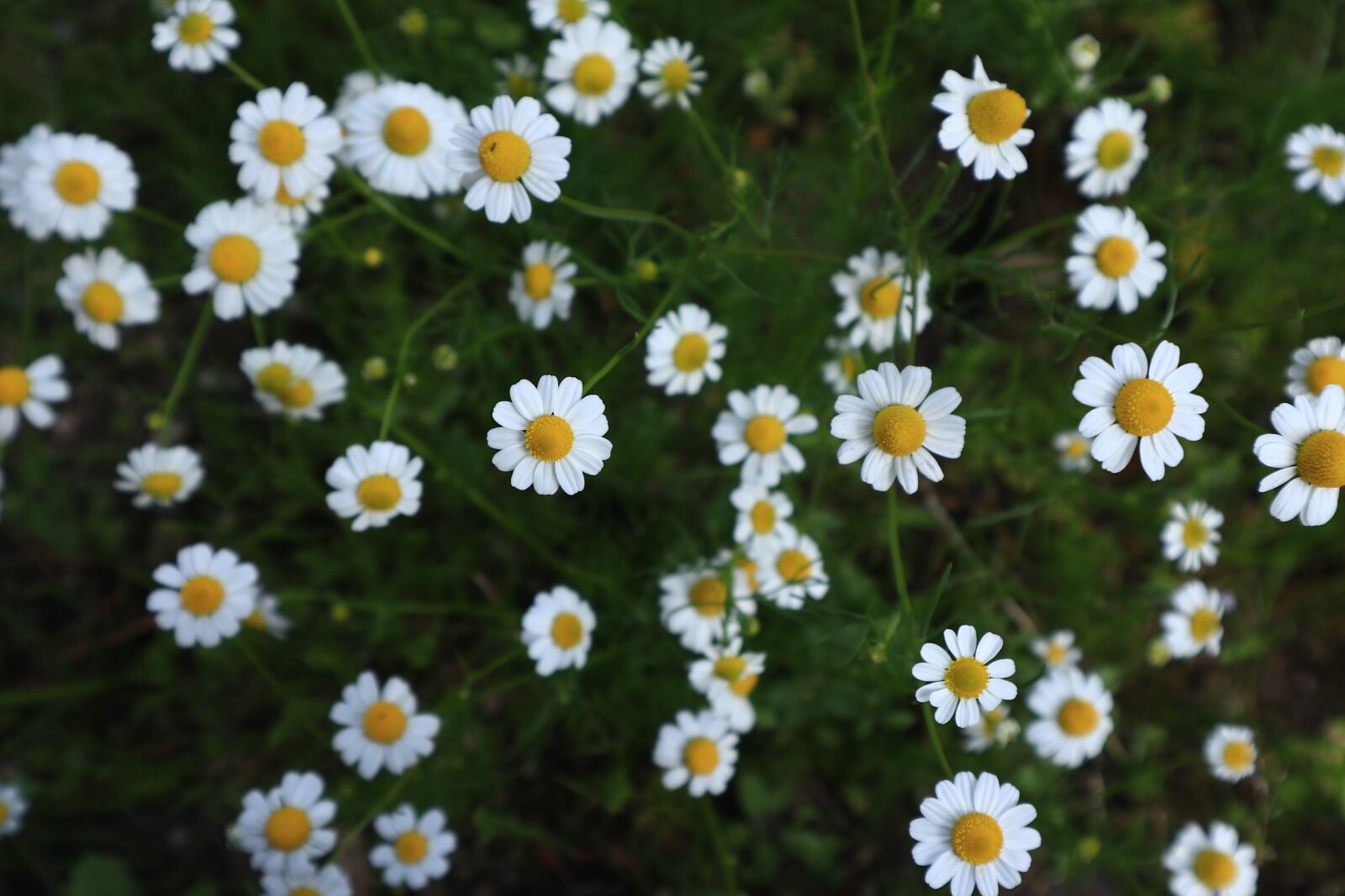 Canon EOS M100 sample photo. Flowers, chamomile, flower photography