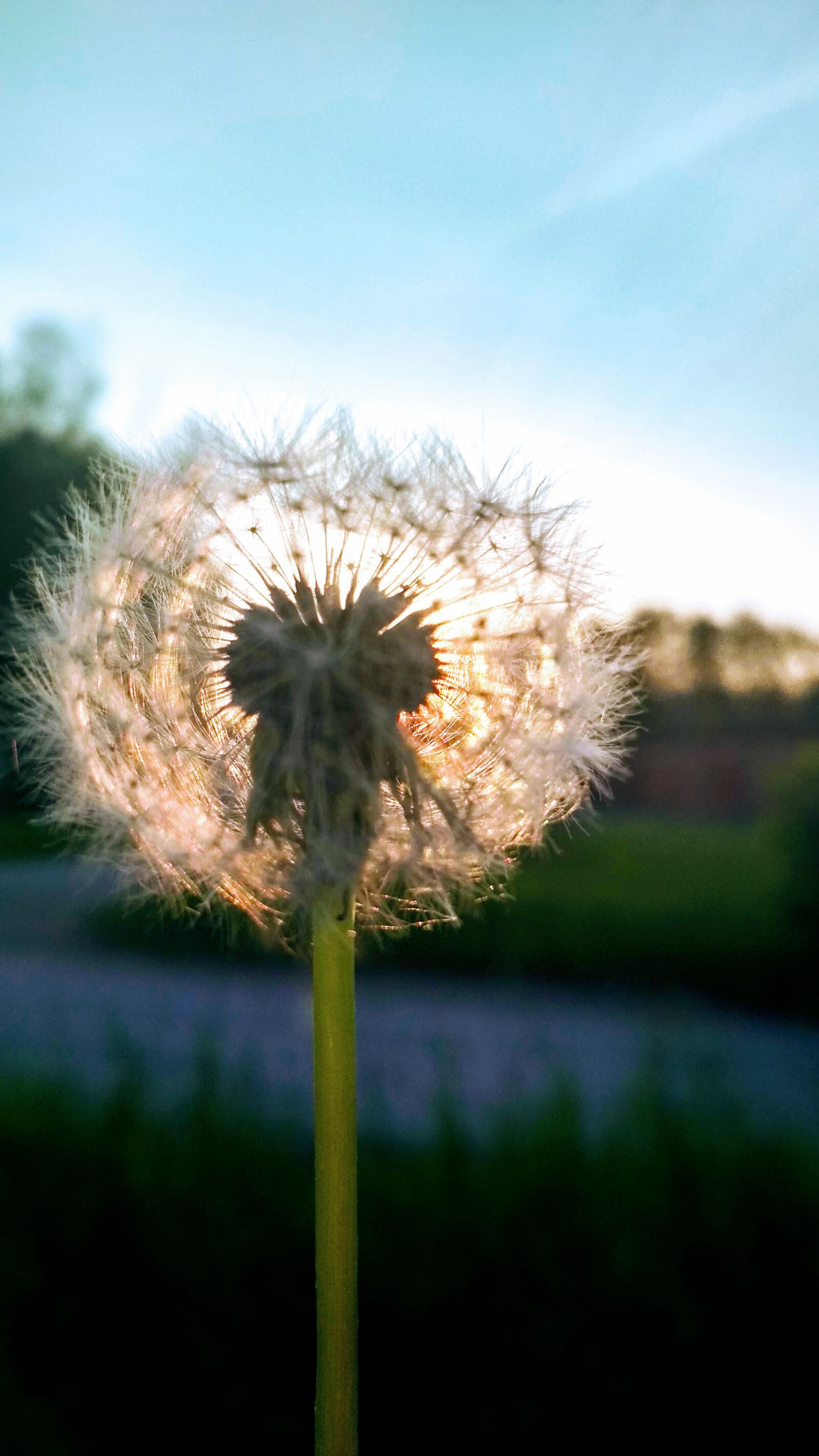 Xiaomi Redmi 4X sample photo. Flower, sky, nature photography
