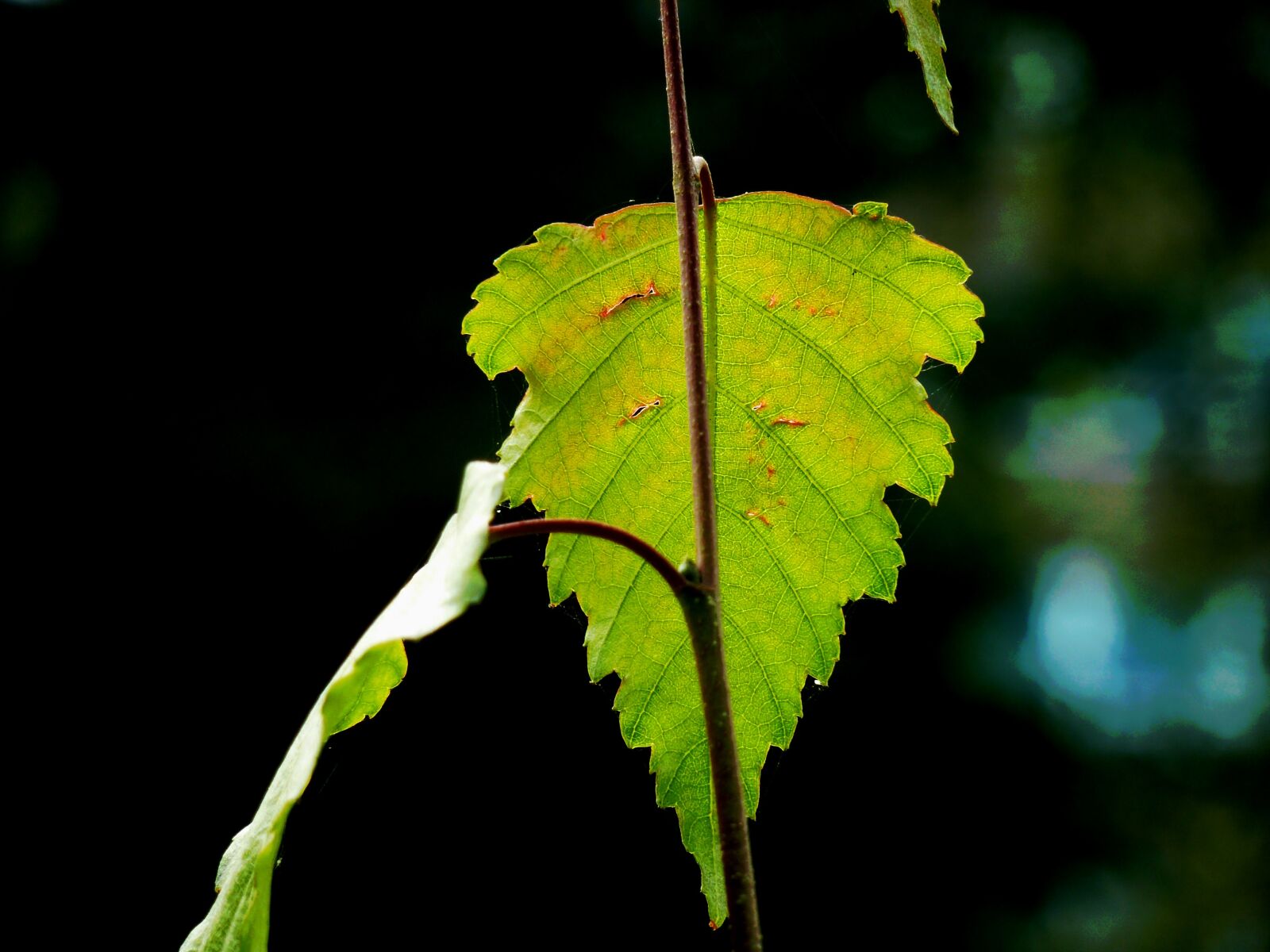 Panasonic DMC-TZ7 sample photo. Leaf, autumn leaf, autumn photography