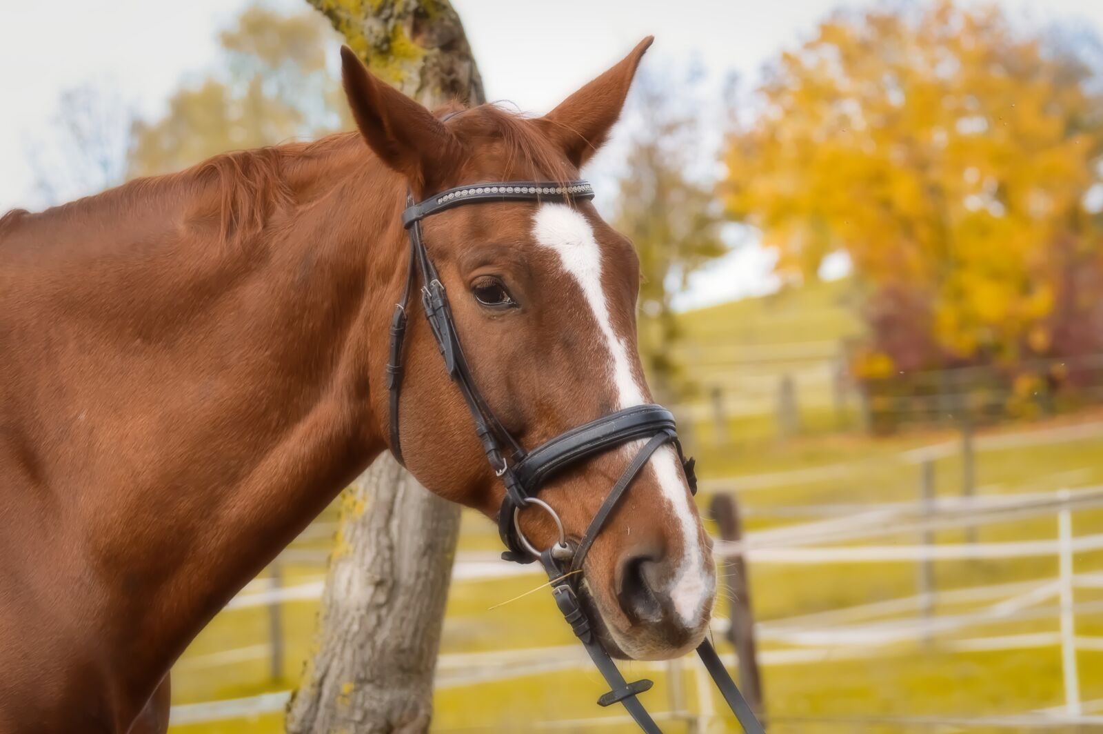Nikon D3200 sample photo. Horse, animal, ride photography
