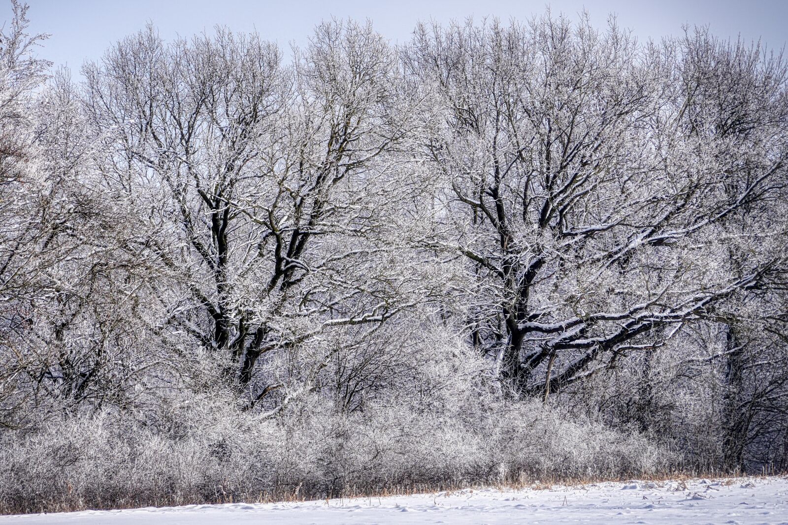 Panasonic Lumix DMC-GX8 sample photo. Tree, winter, snow photography