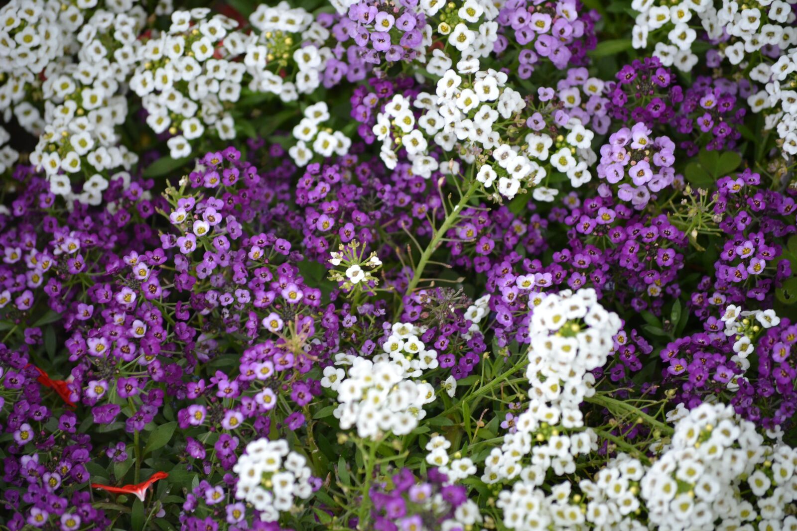 Nikon D3100 sample photo. Flowers, small, white photography