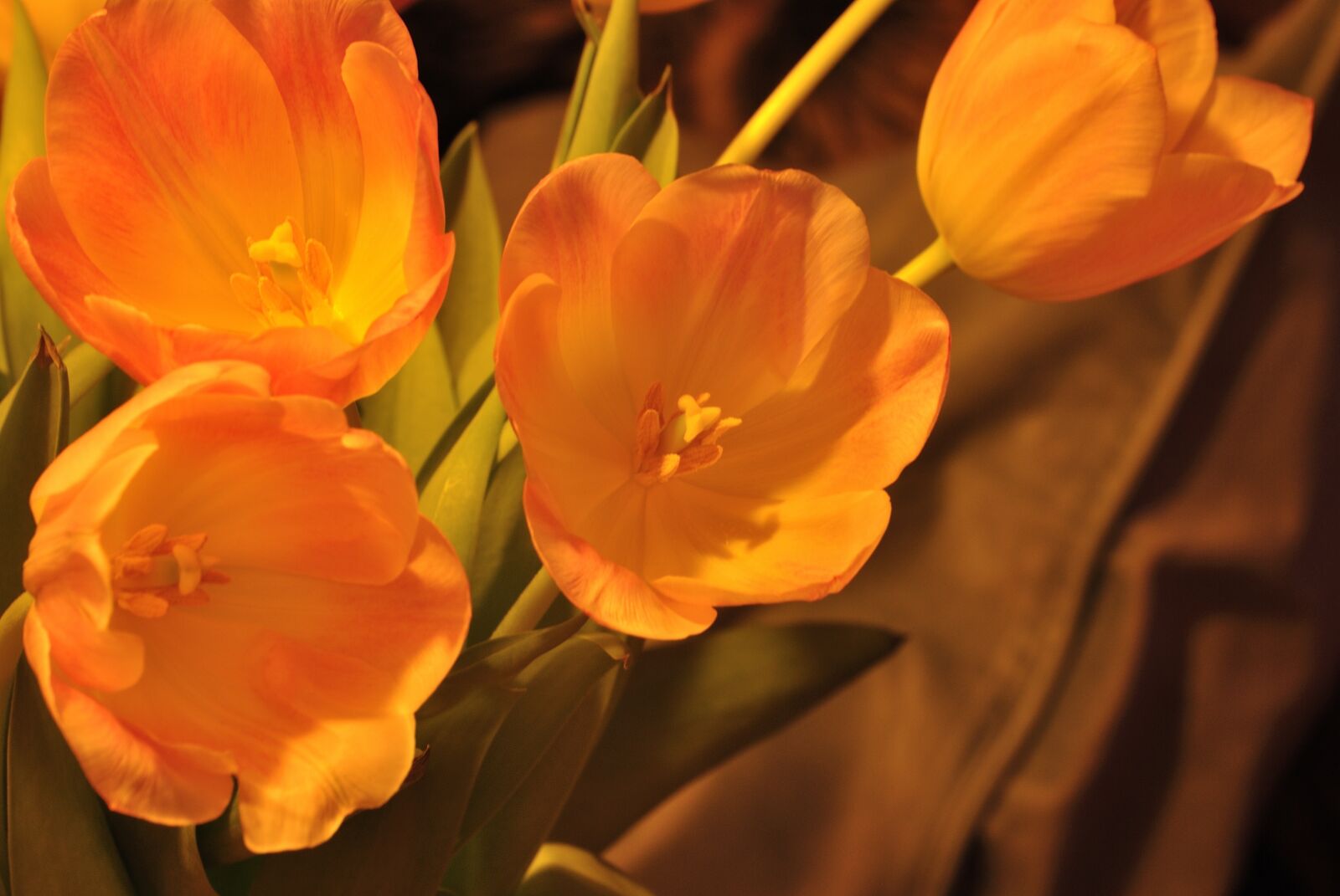 Nikon D3000 sample photo. Flower, nature, tulip photography