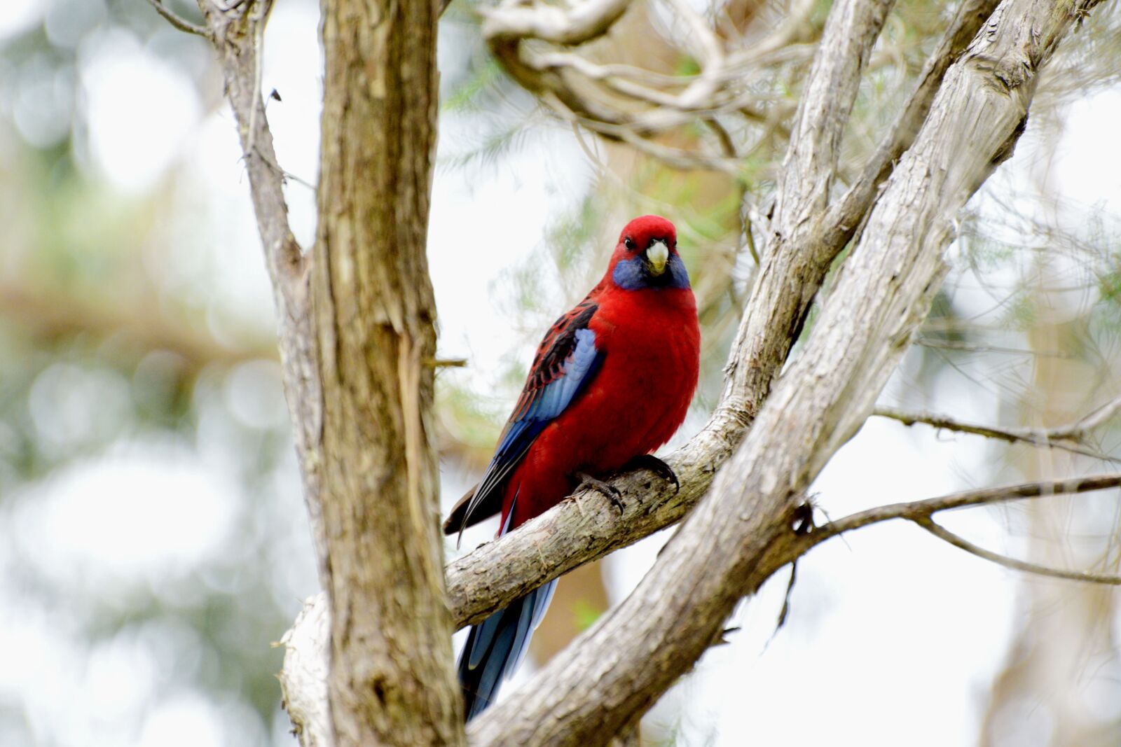 Nikon D3300 sample photo. Bird, red bird, feather photography