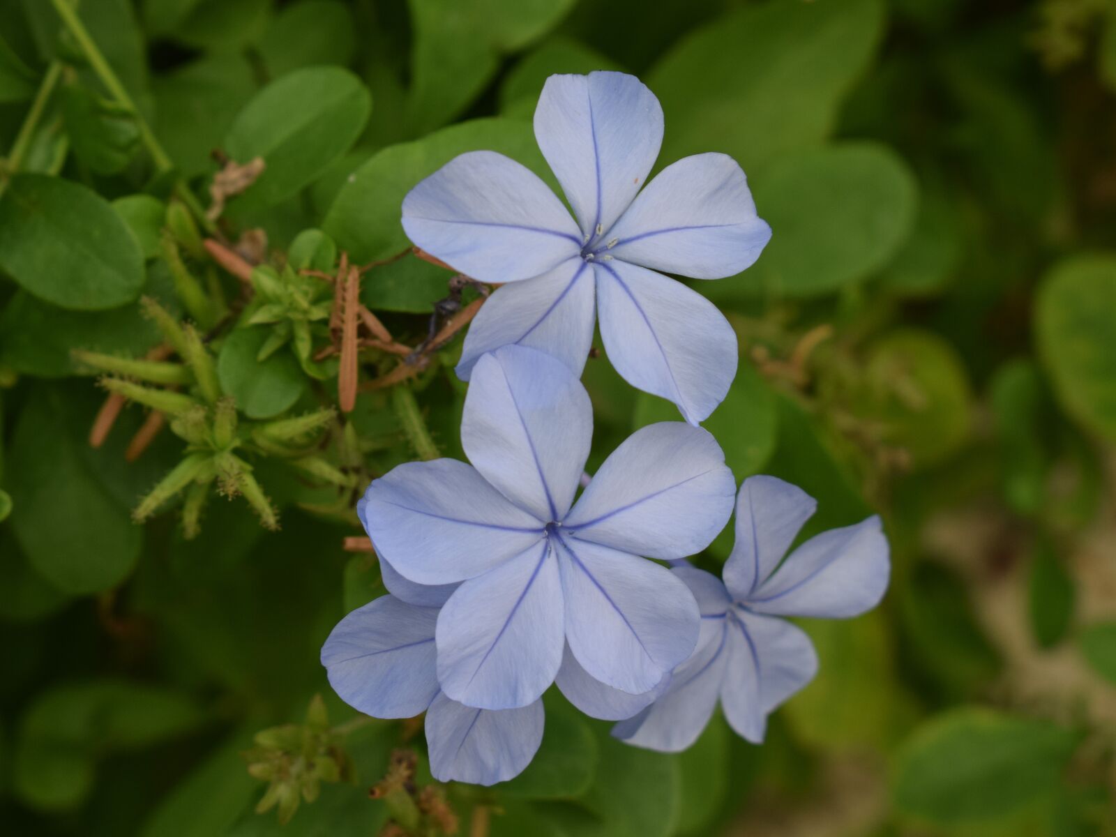Nikon D3300 sample photo. Flowers, purple, nature photography