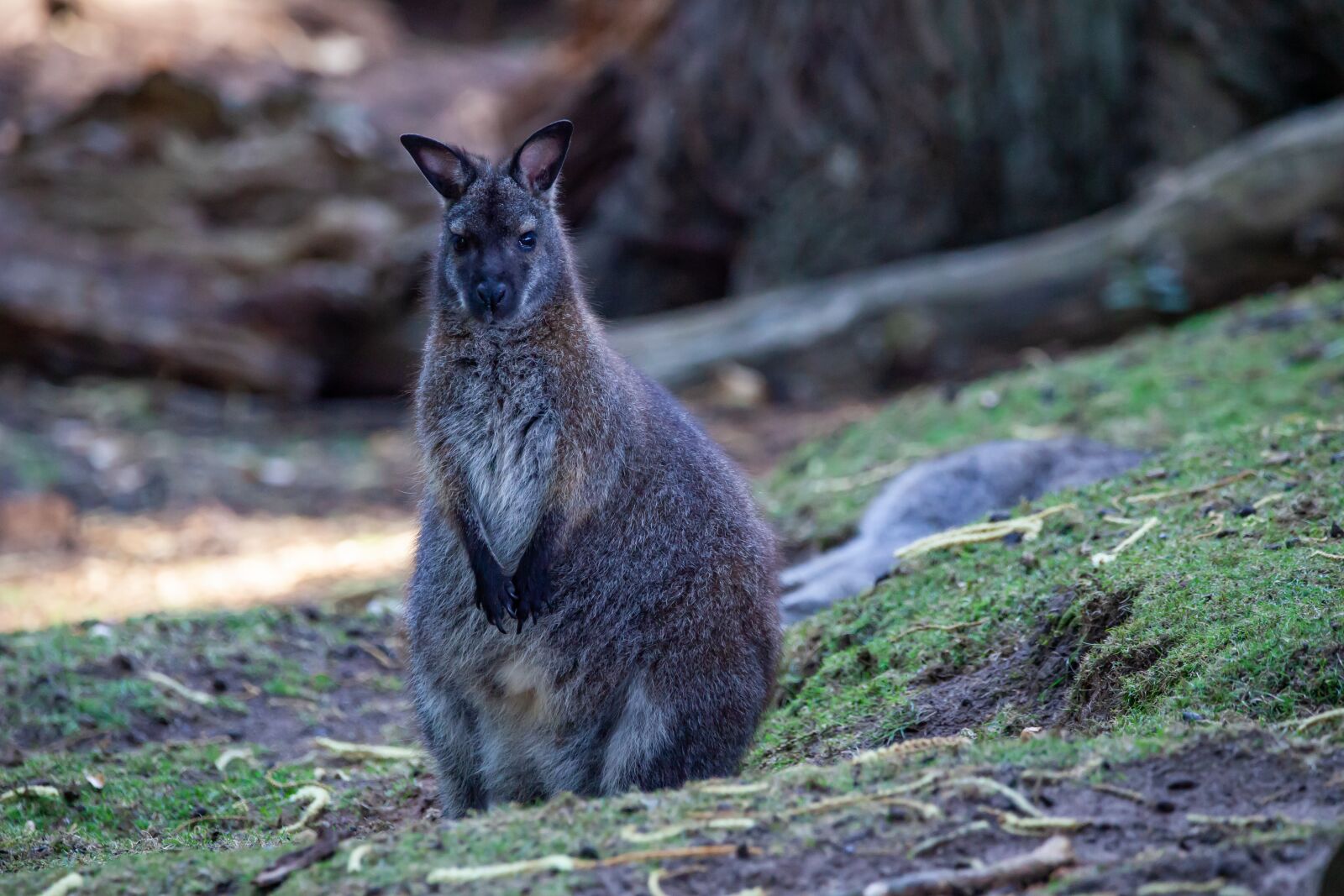 150-600mm F5-6.3 DG OS HSM | Contemporary 015 sample photo. Red necked wallaby, wallaby photography