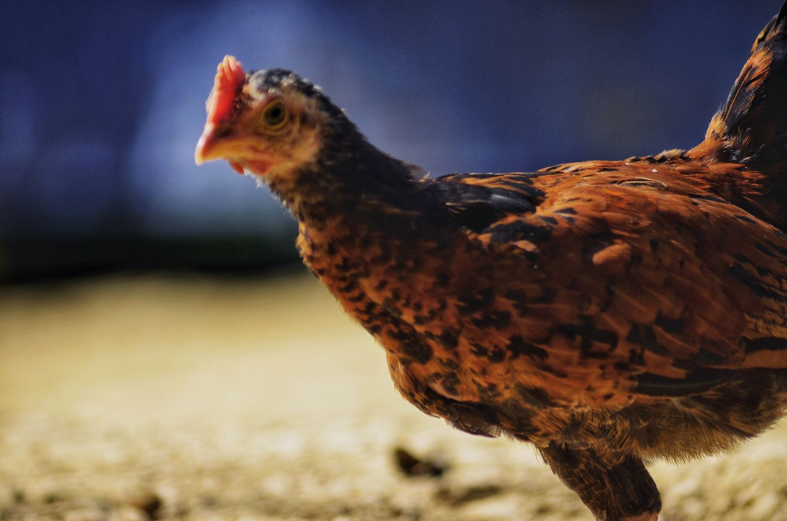 Nikon D5100 sample photo. Hen, animal, pet chicken photography