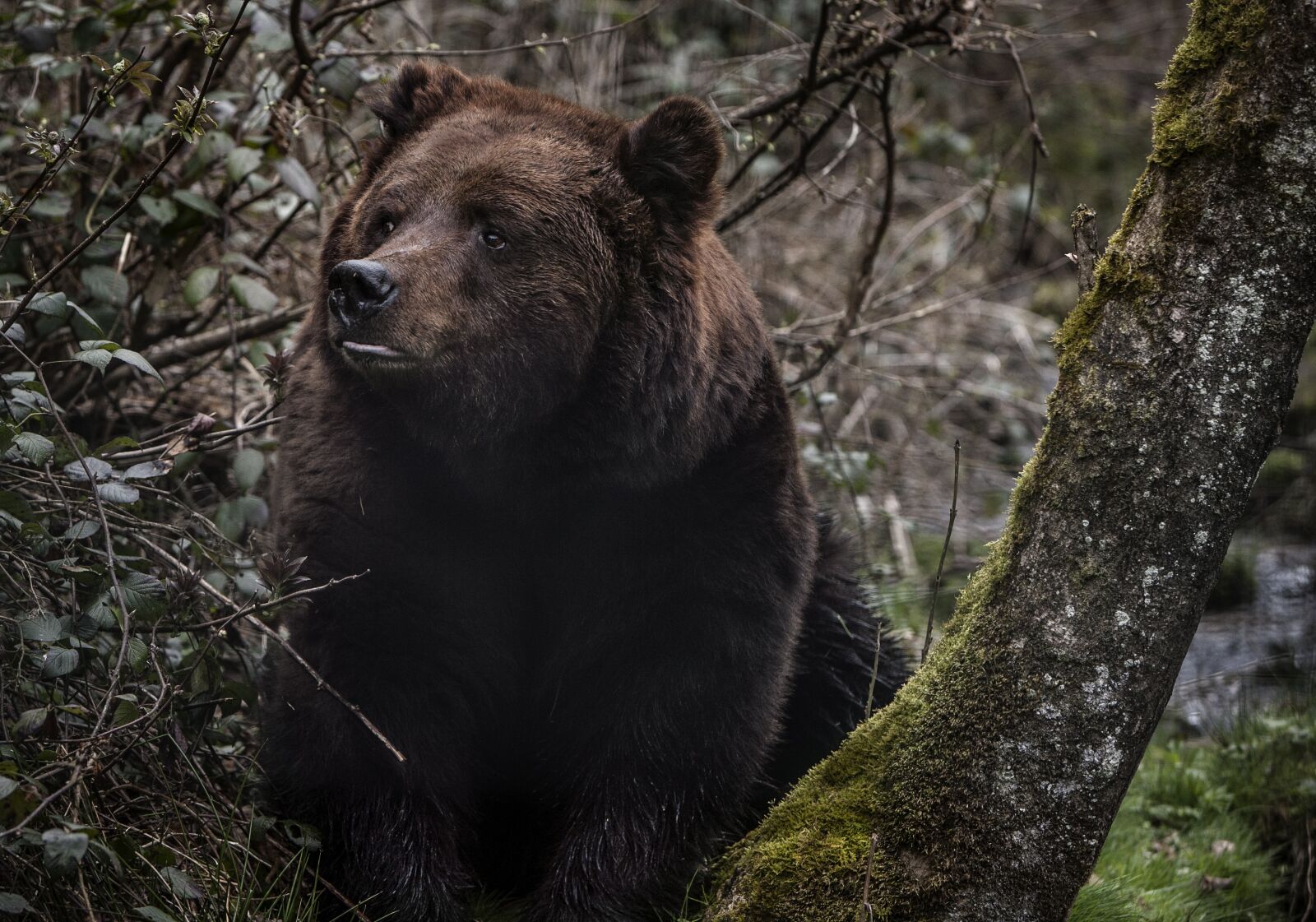 Canon EOS 5D + Canon EF 70-200mm F2.8L IS USM sample photo. Bear, forest, b photography
