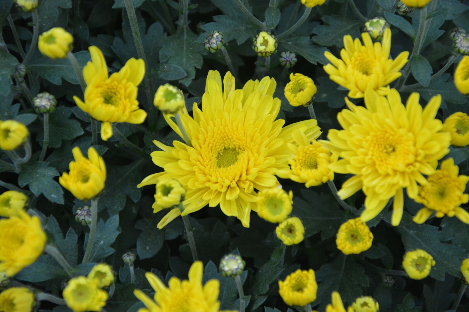 Nikon D5200 sample photo. Flowers, yellow flowers, green photography