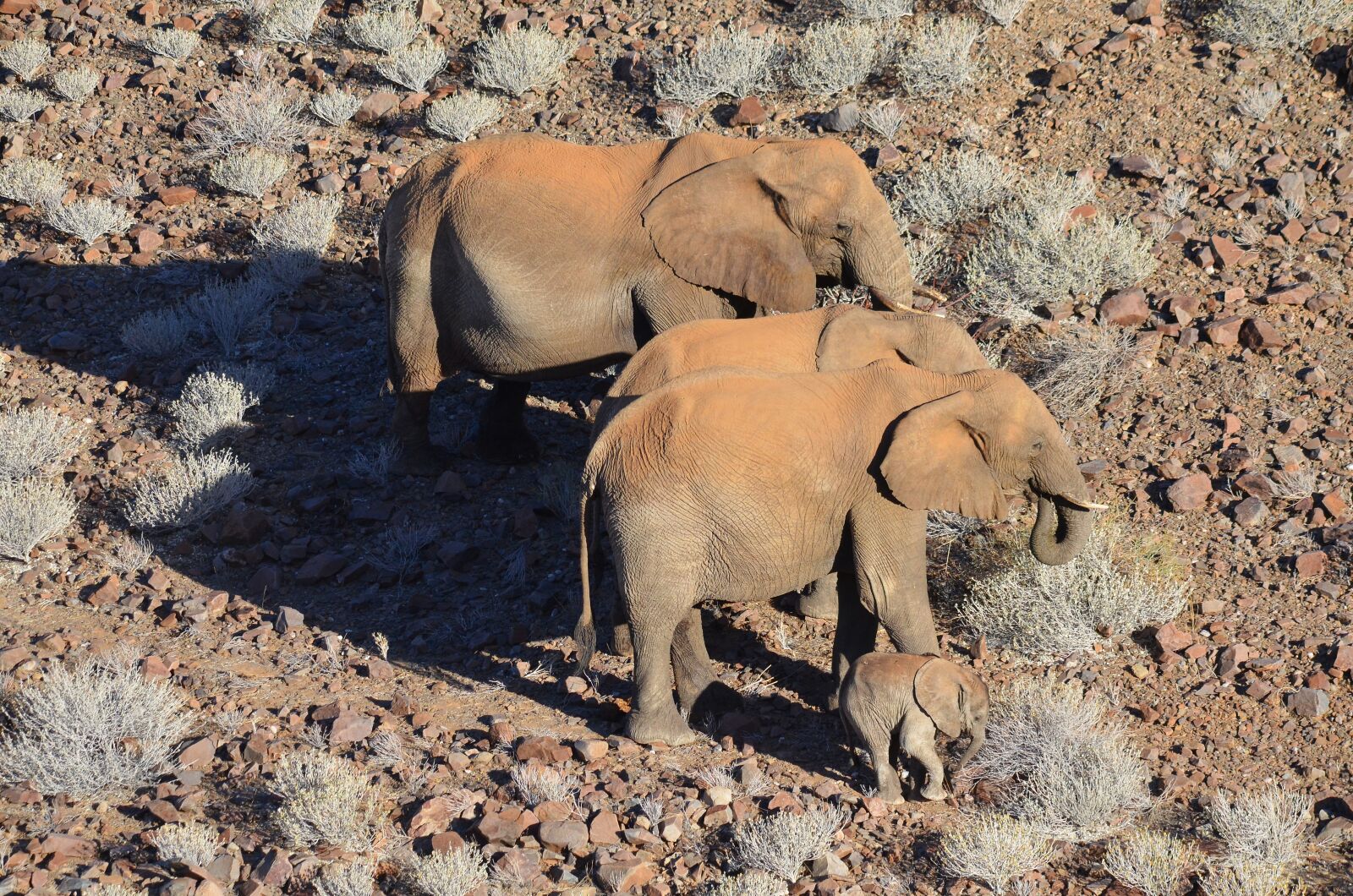 Nikon D5100 sample photo. Elephant, africa, namibia photography
