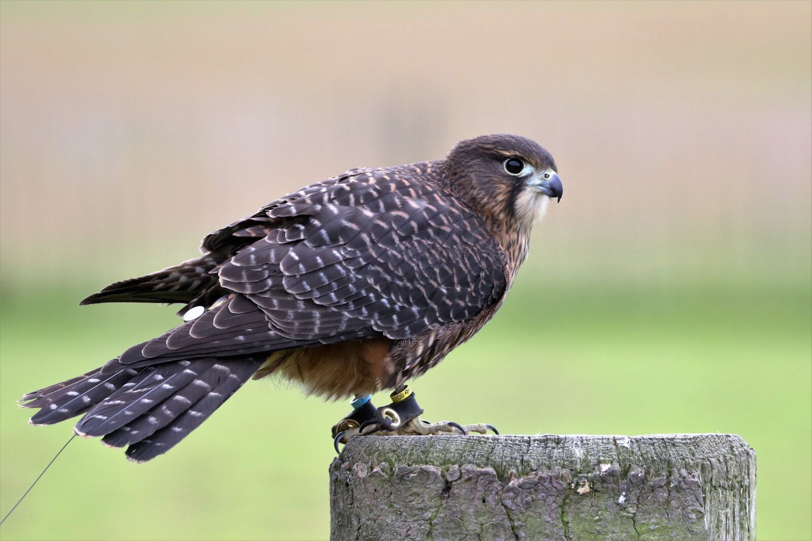 Canon EOS 7D Mark II sample photo. New zealand falcon, falcon photography
