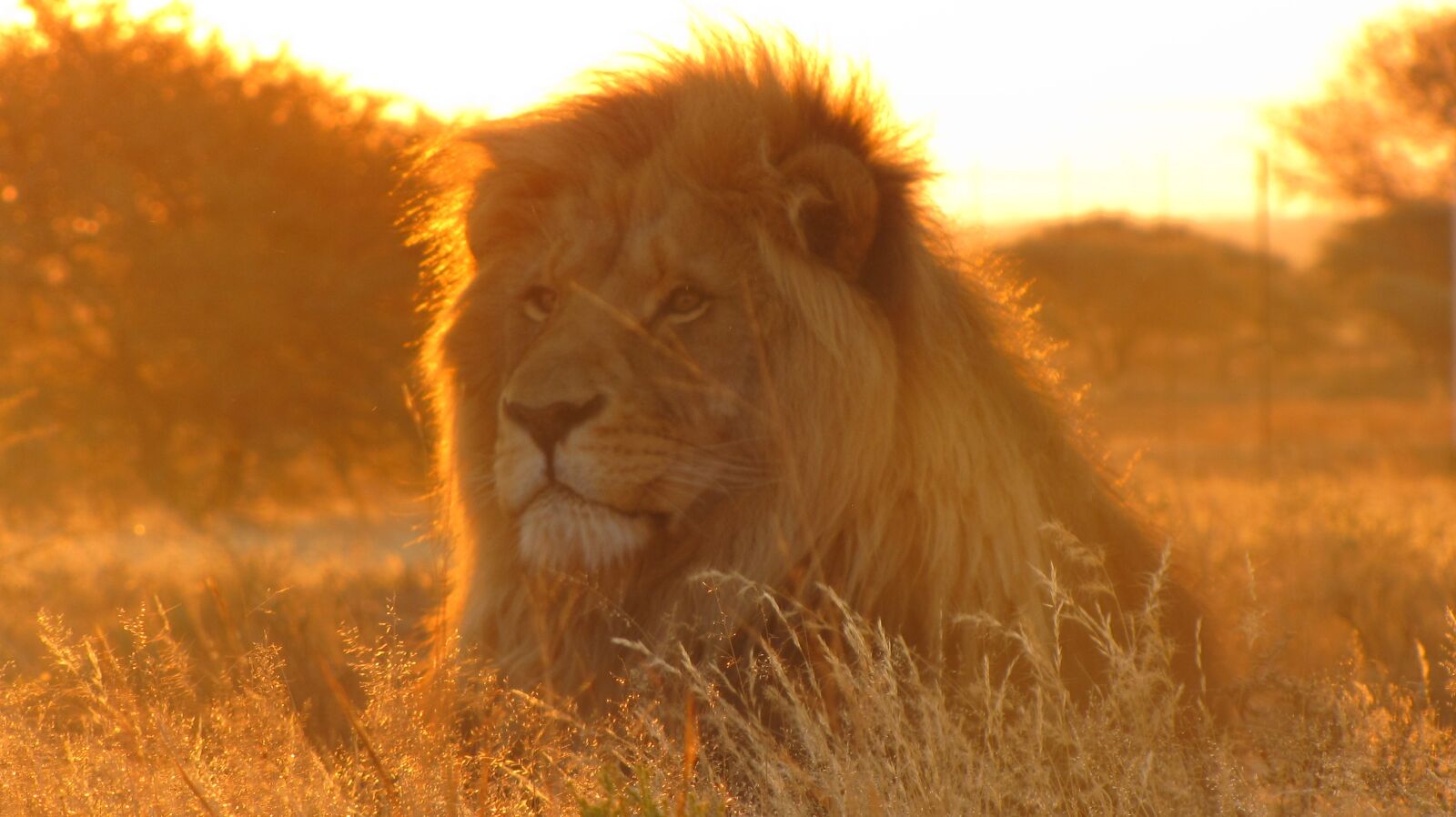 Canon PowerShot SX10 IS sample photo. Lion, africa, animal photography