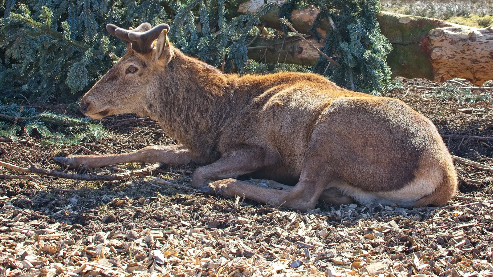 Nikon AF-S DX Nikkor 35mm F1.8G sample photo. Red deer, hirsch, animal photography