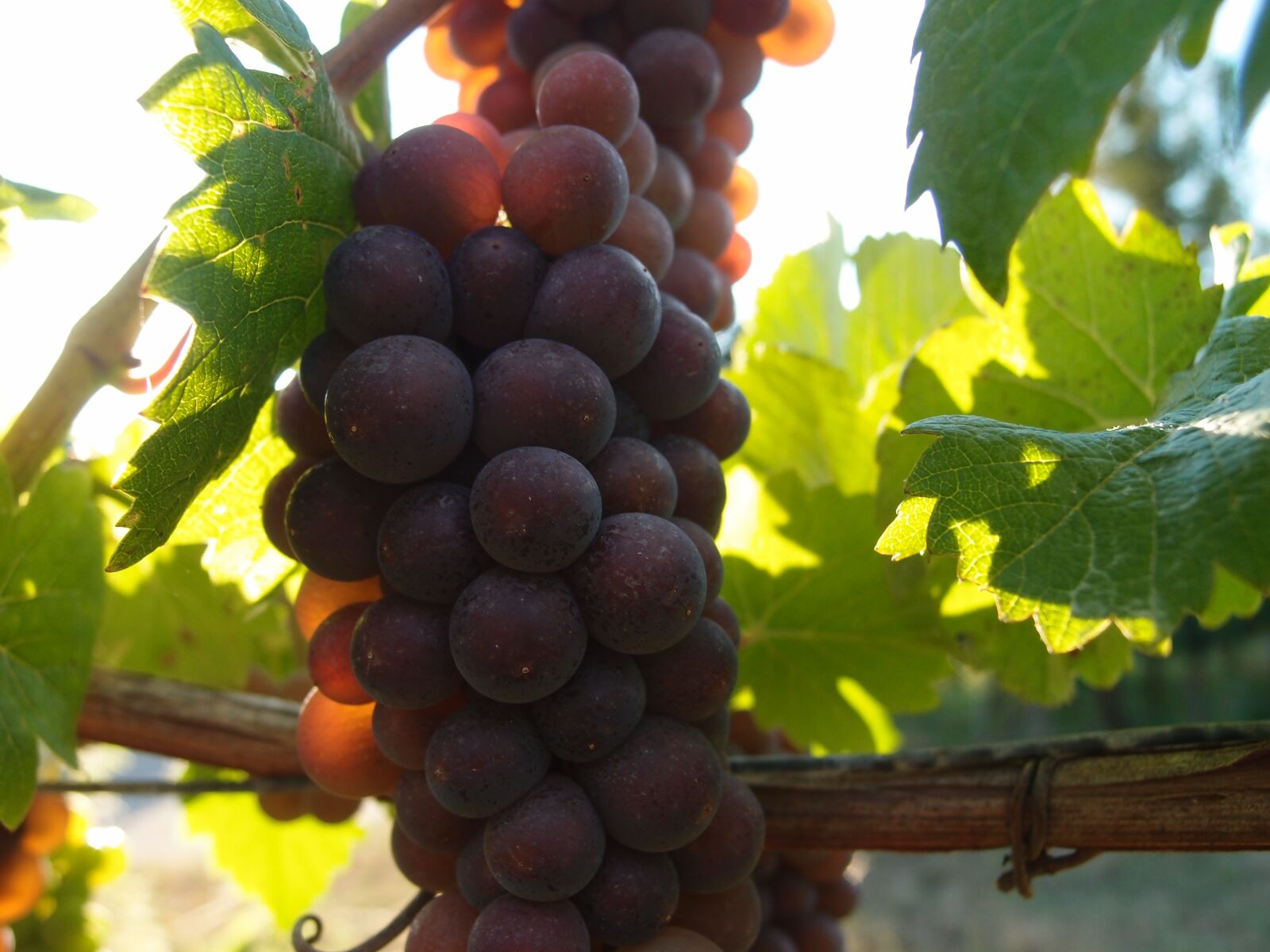 Olympus XZ-1 sample photo. Grapes, berries, ripe grapes photography