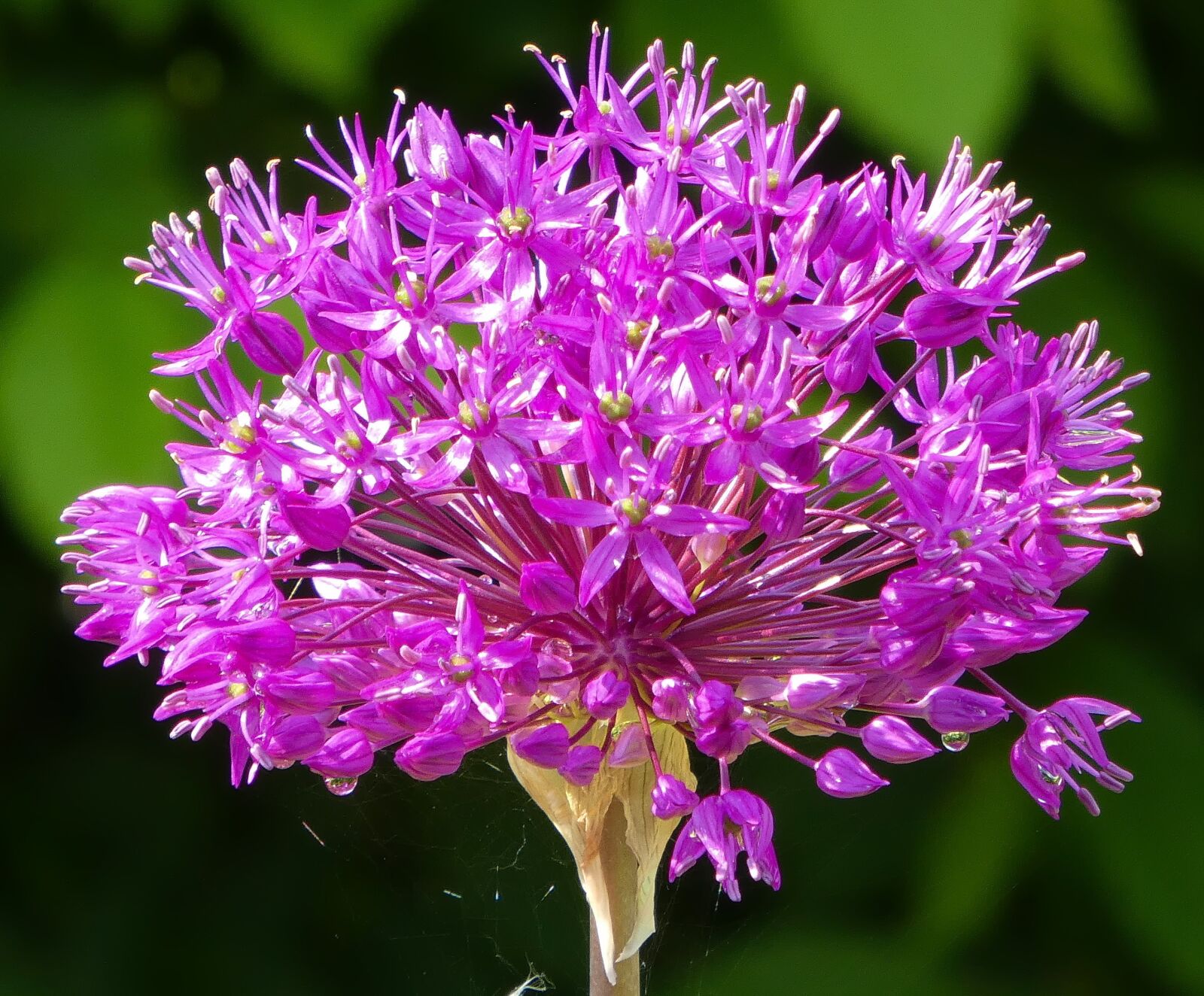 Panasonic DMC-TZ81 sample photo. Nature, flower, plant photography