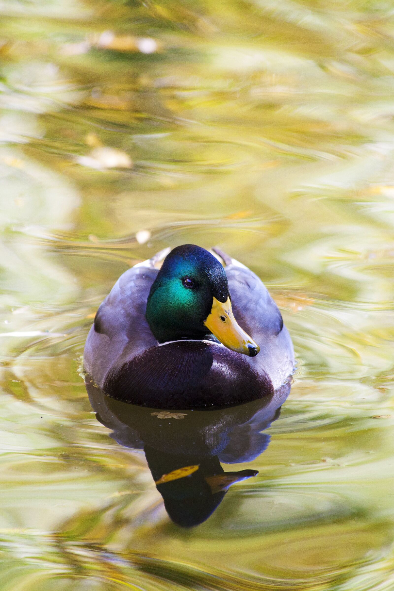 Canon EOS 5D Mark II + Canon EF 70-300mm F4-5.6 IS USM sample photo. Duck, káčer, aqueous photography