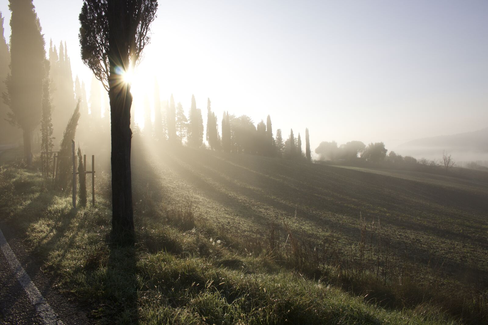 Canon EOS 70D sample photo. Pathway, campaign, cypress photography