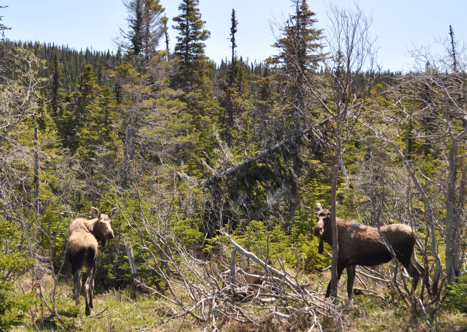 Nikon D90 sample photo. Moose, animal, wildlife photography
