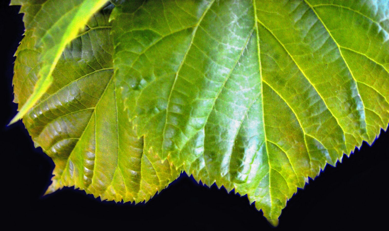 KONICA MINOLTA DiMAGE Z5 sample photo. Feather, green, garden photography