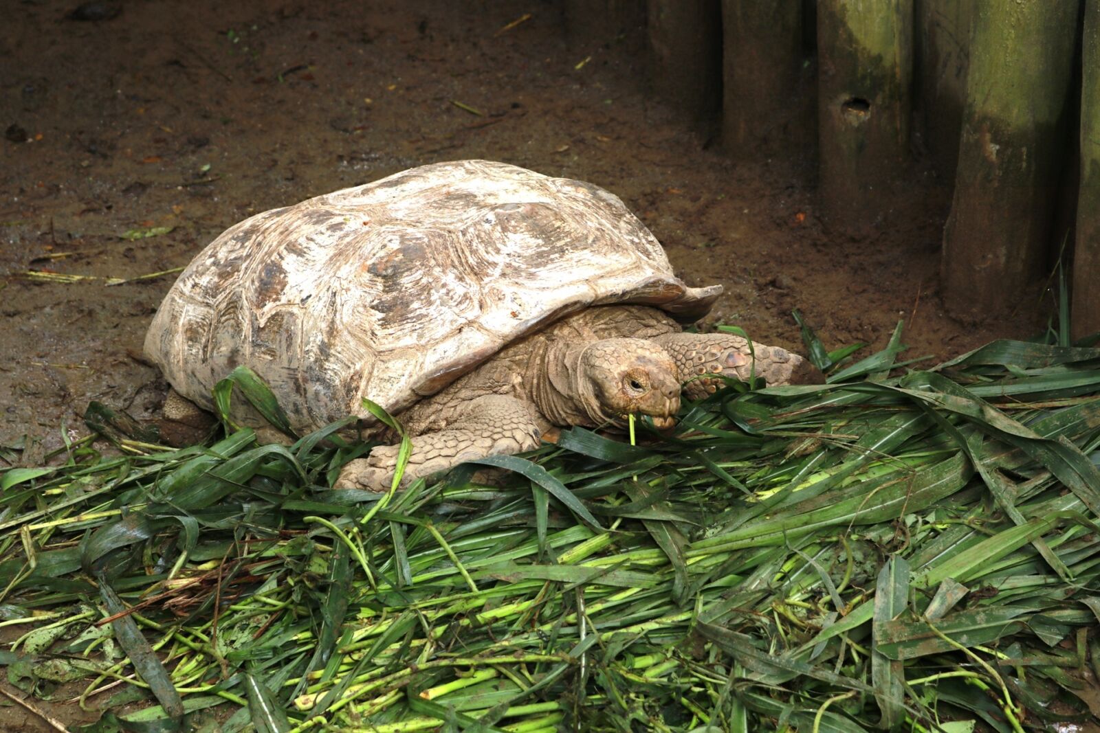 Canon EOS 80D sample photo. Animal, turtle, zoo photography
