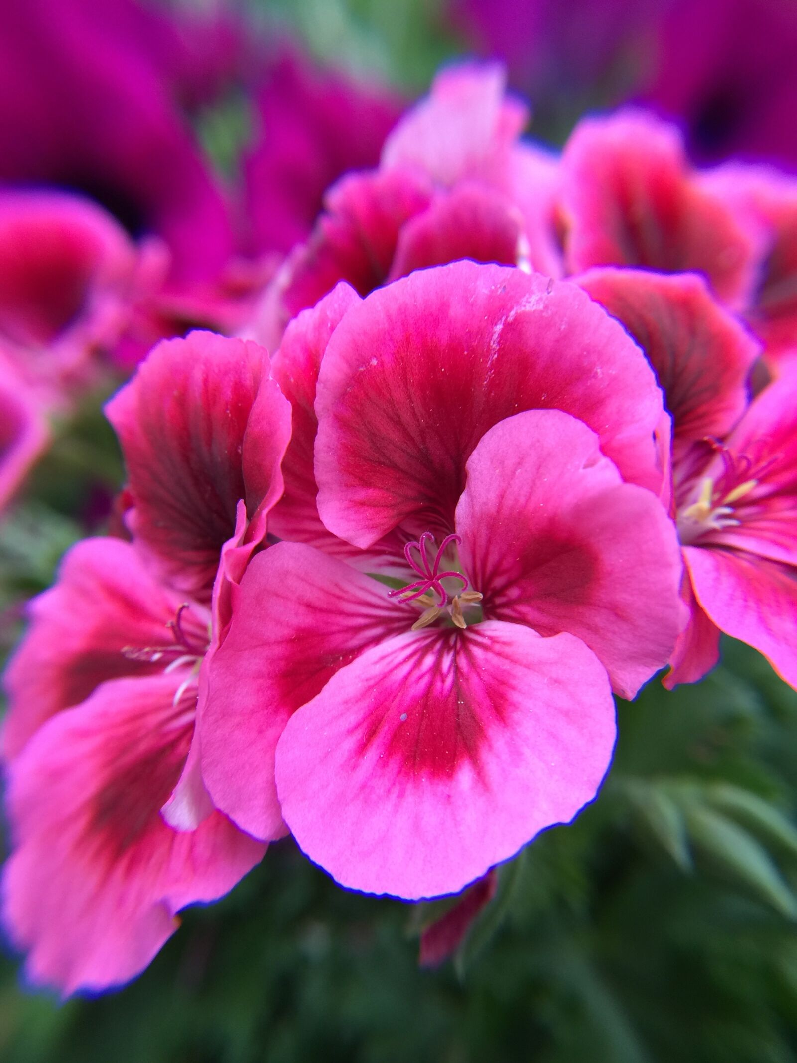 iPhone 6 Plus back camera 4.15mm f/2.2 sample photo. Flower, summer, garden photography