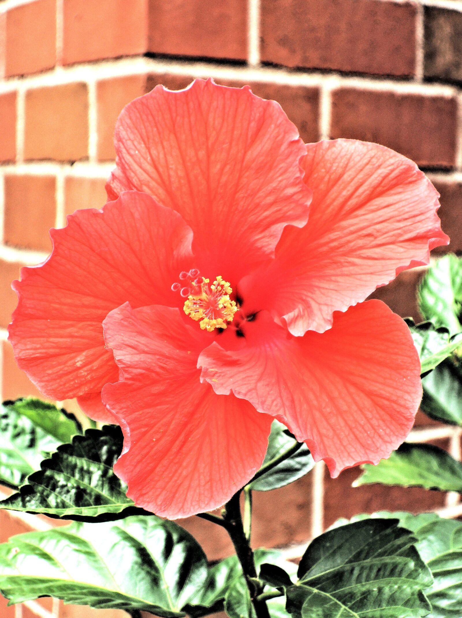 Nikon Coolpix P340 sample photo. Habiscus, flower, garden photography