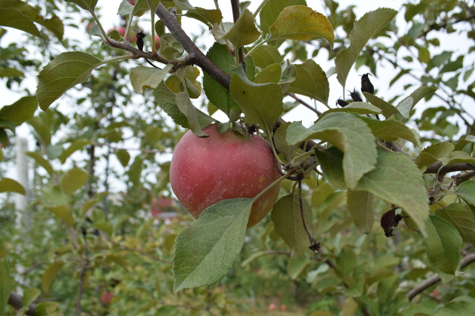 Nikon D3300 sample photo. Apple, orchard, red photography