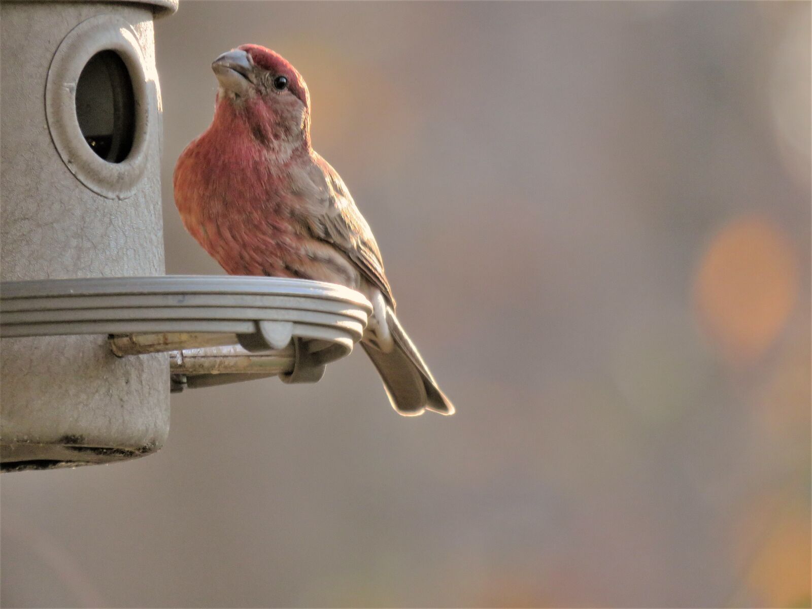 Canon PowerShot SX60 HS sample photo. Bird, nature, wildlife photography