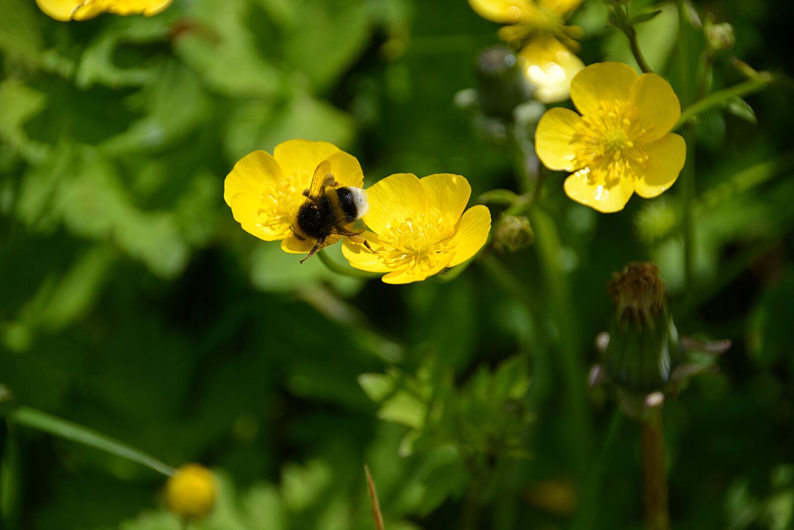 Nikon D5200 sample photo. Bourdon, insect, foraging photography