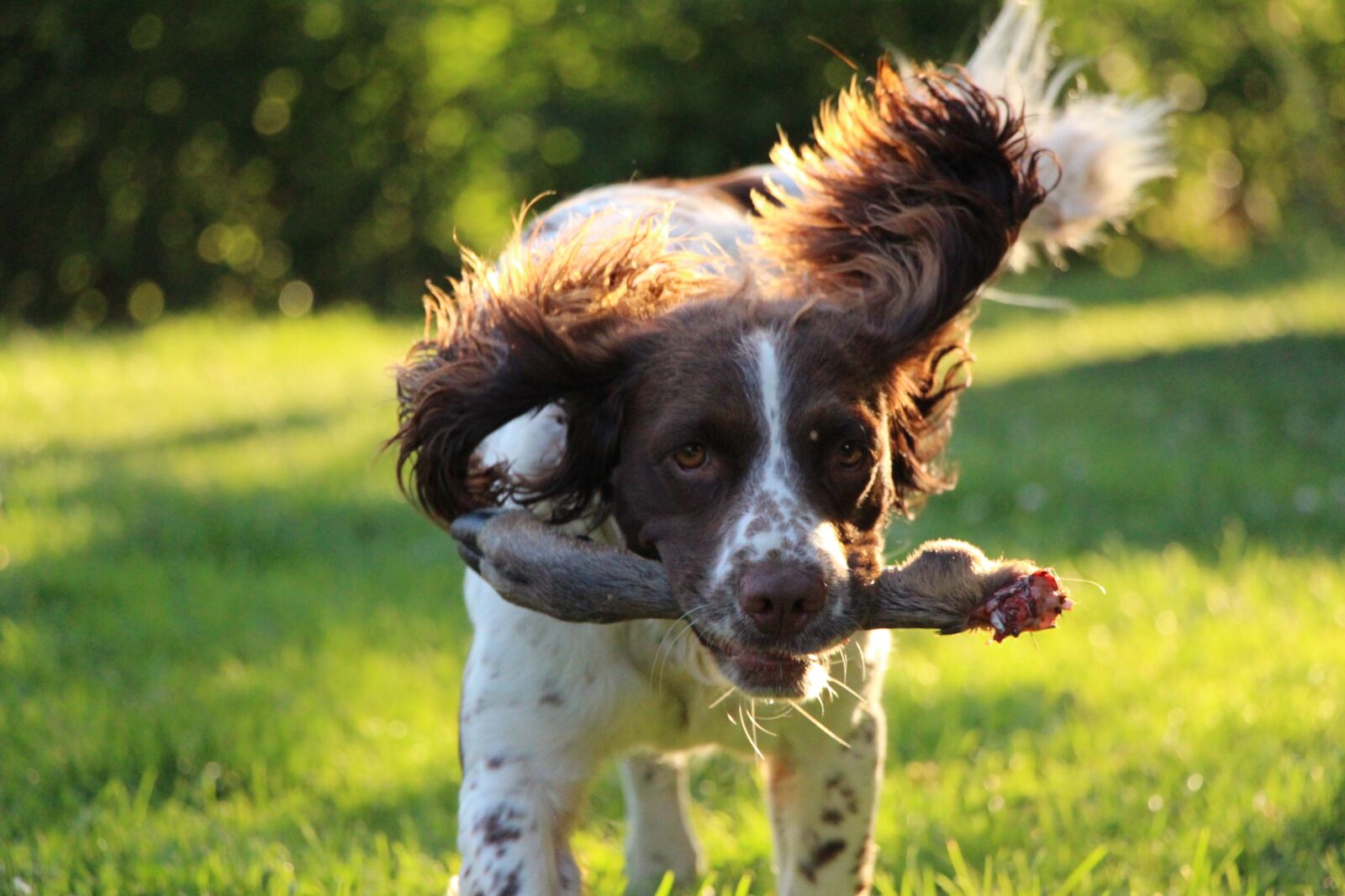 Canon EOS 650D (EOS Rebel T4i / EOS Kiss X6i) sample photo. Springer spaniel, dog training photography