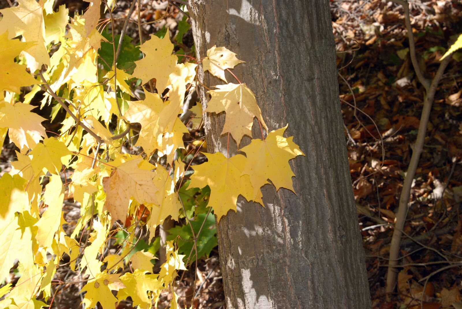 Nikon D80 sample photo. Fall, autumn, tree photography