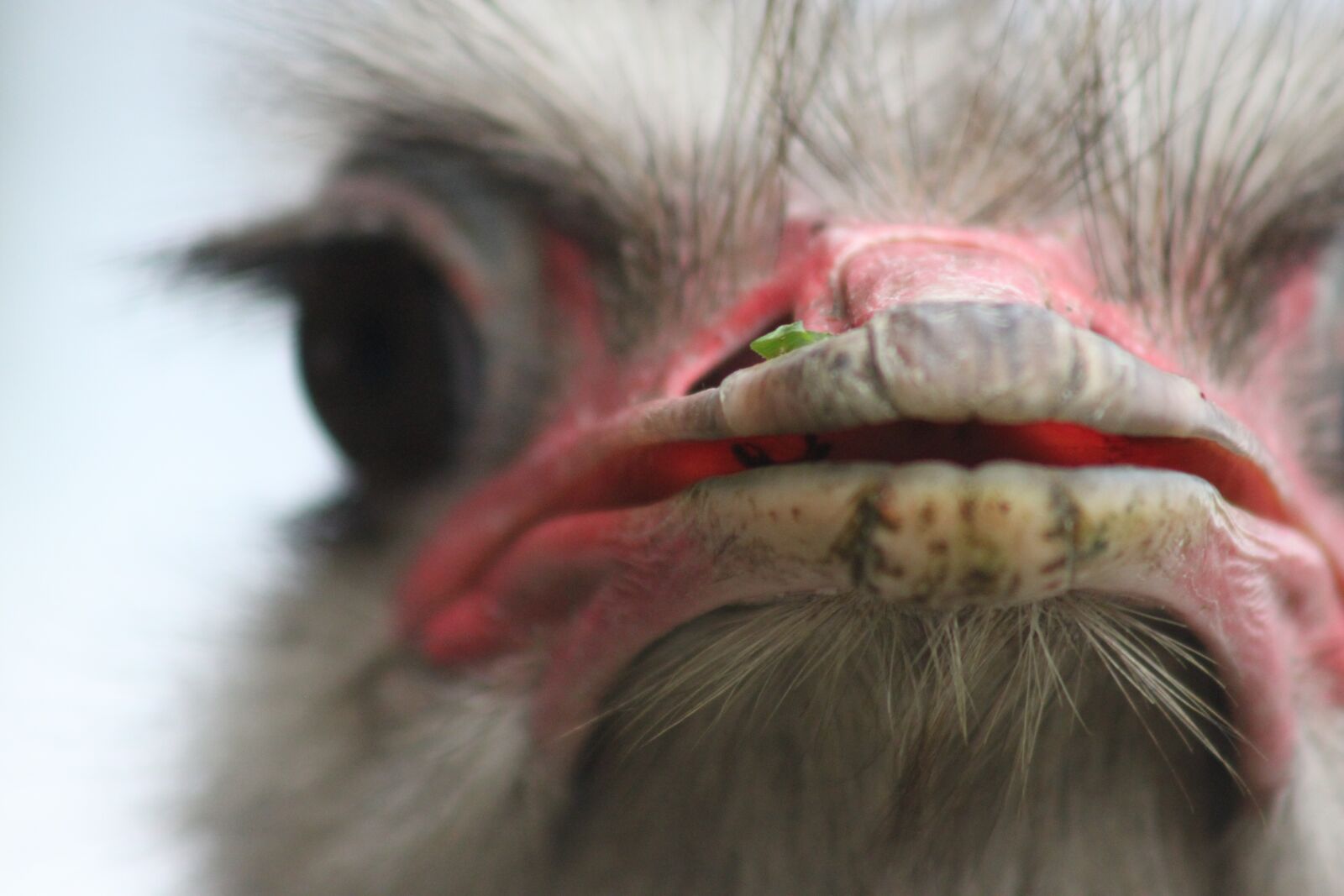 Canon EOS 500D (EOS Rebel T1i / EOS Kiss X3) sample photo. Strauss, head, creature photography
