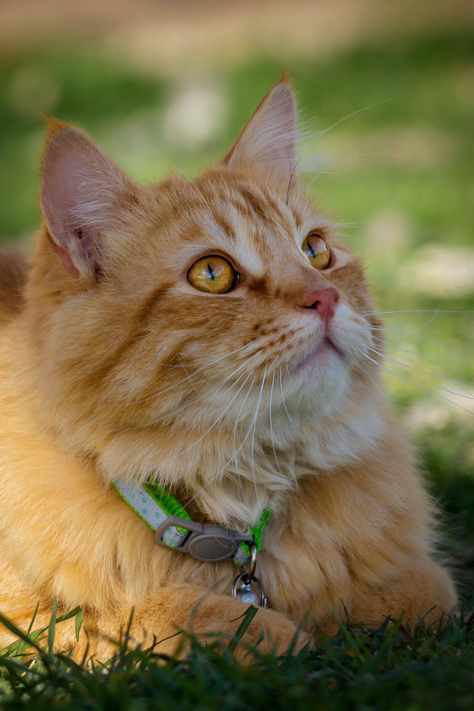 Nikon D7200 sample photo. Cute, animal, cat photography