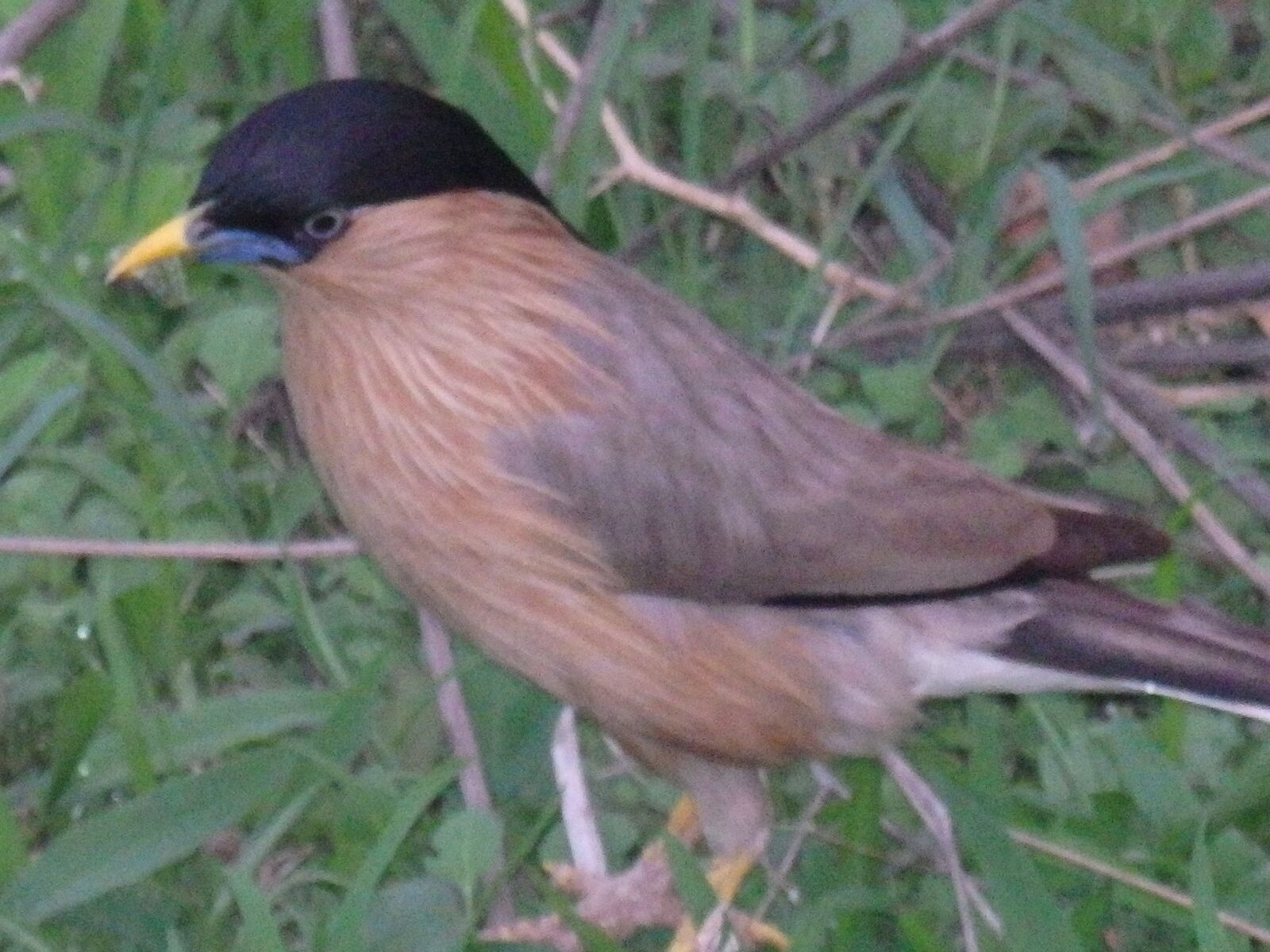 Olympus SZ-16,DZ-105 sample photo. Starling, brahaminy, myna photography
