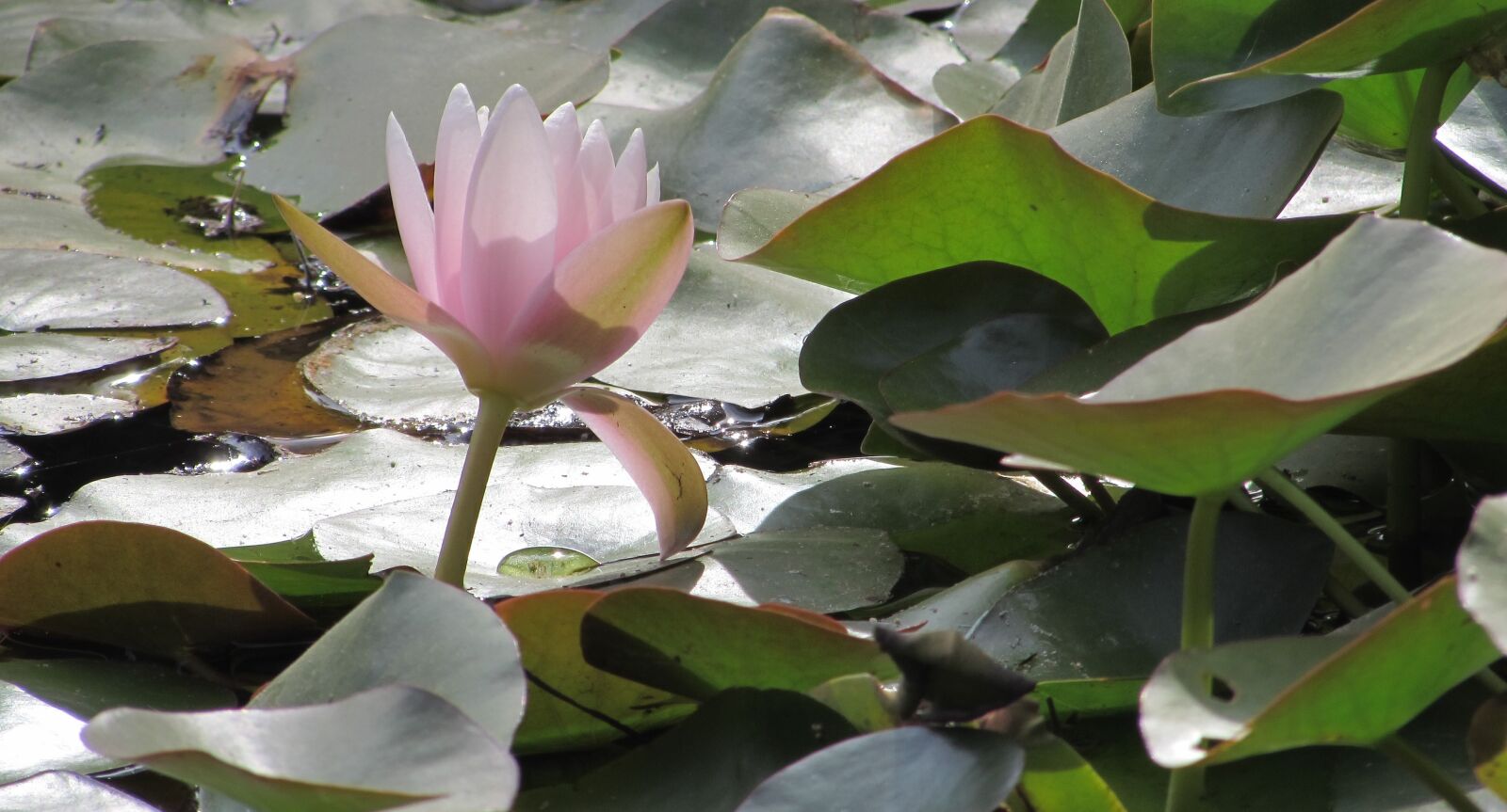 Canon PowerShot SX510 HS sample photo. Nature, flower, lotus photography