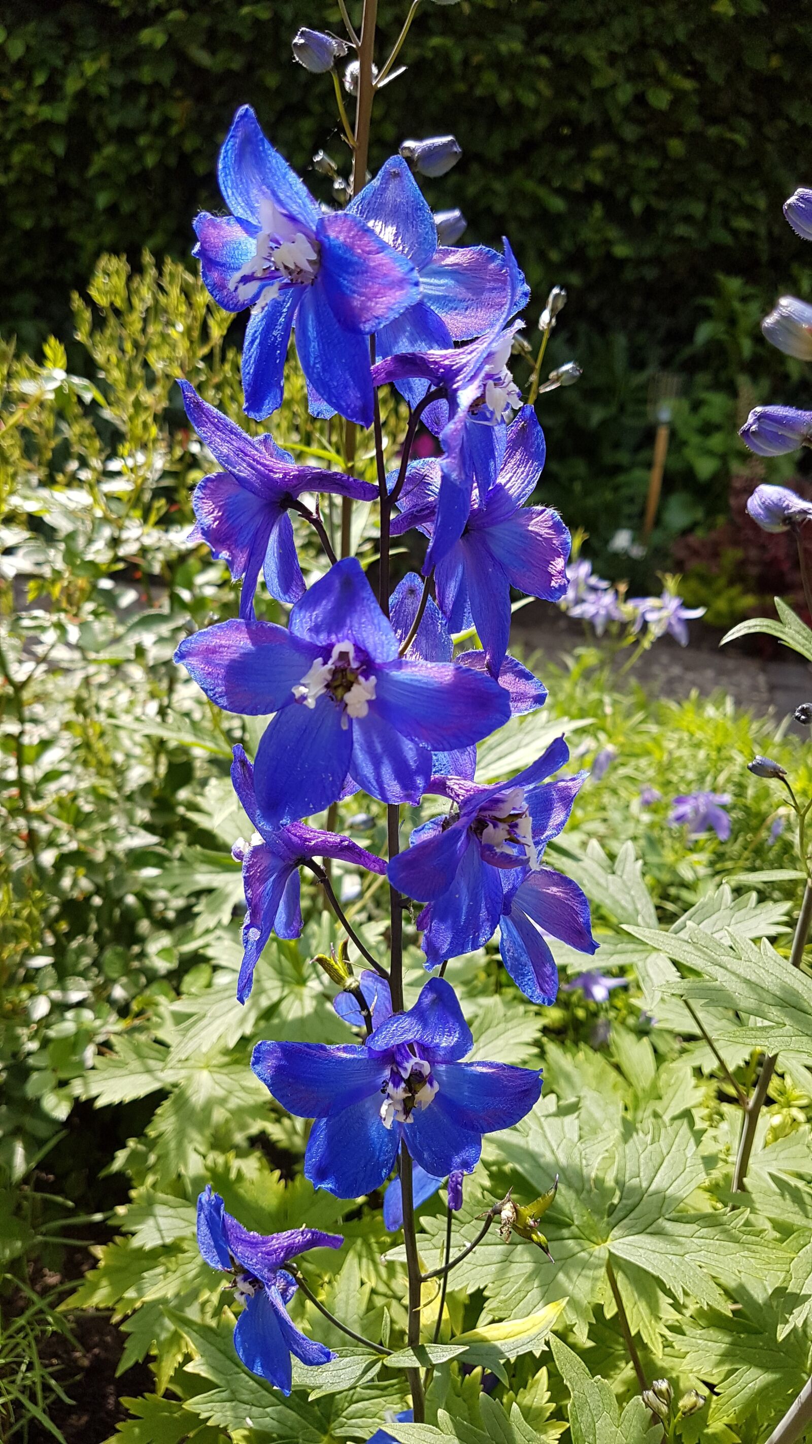 Samsung Galaxy S7 Edge sample photo. Garden, plant, larkspur photography
