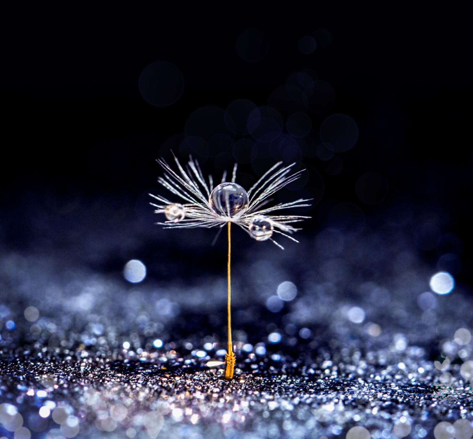 Nikon D5100 sample photo. Dandelion, seed, closeup photography
