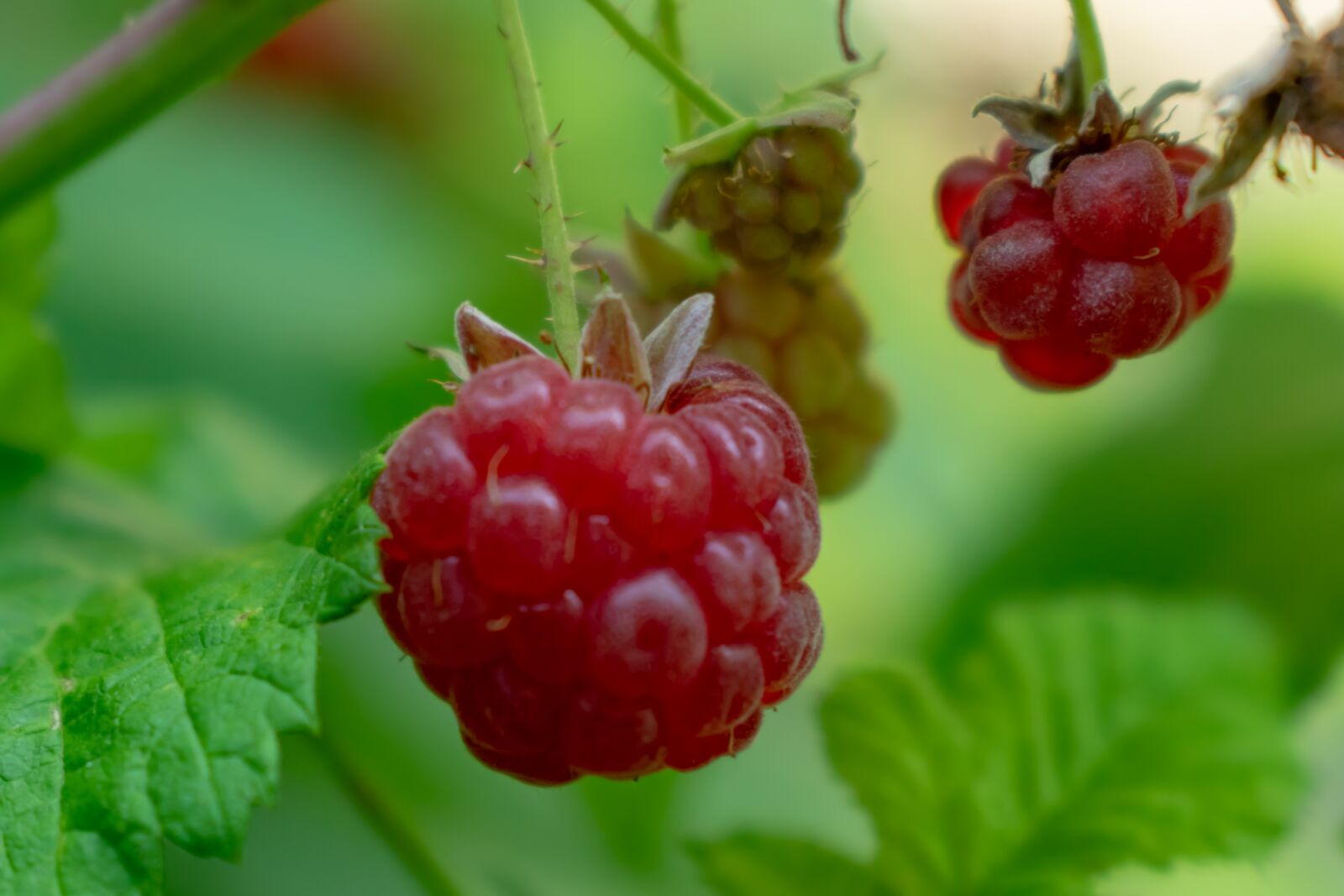 Nikon D3300 sample photo. Berry, fruit, nature photography
