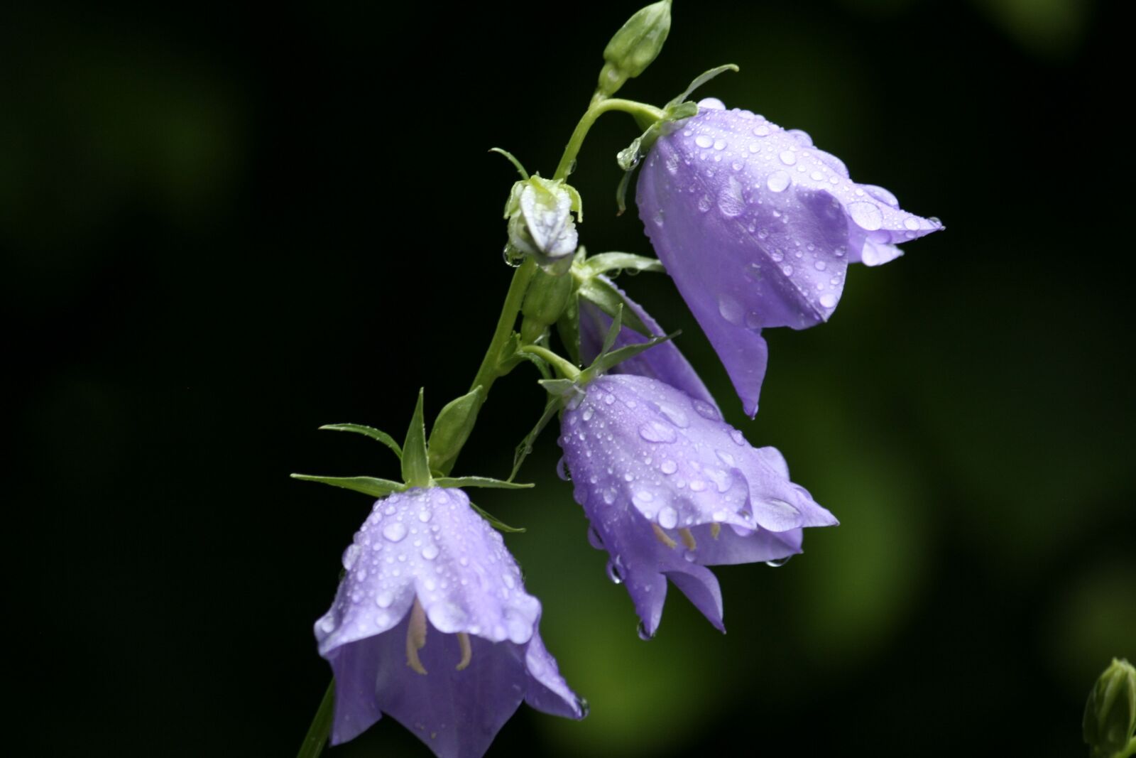 Canon EOS 350D (EOS Digital Rebel XT / EOS Kiss Digital N) sample photo. Bellflower, garden, flower purple photography