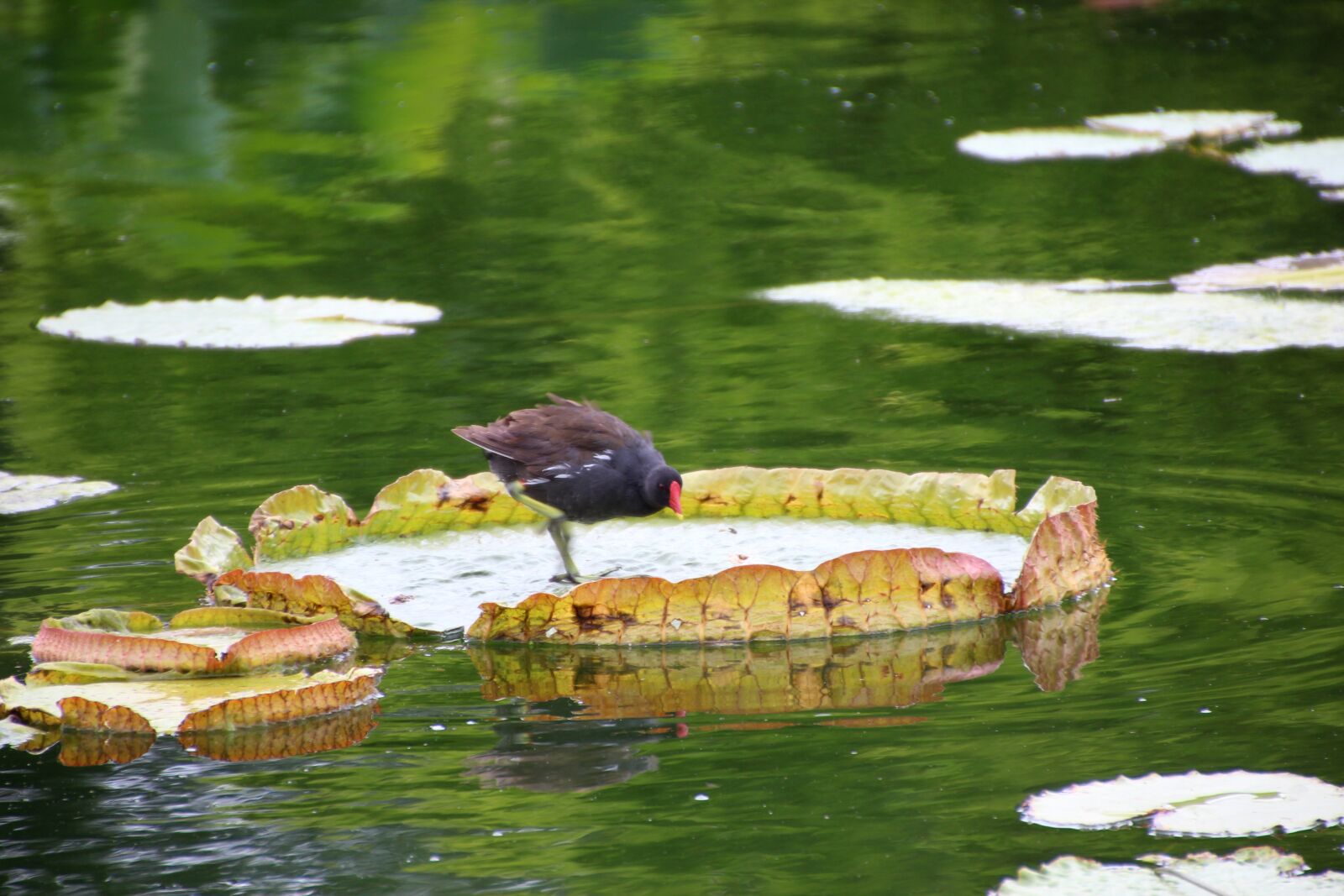 Canon EOS 600D (Rebel EOS T3i / EOS Kiss X5) sample photo. Bird, water lily, pond photography