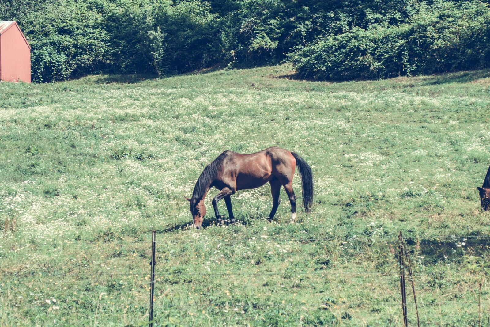 Nikon D5200 sample photo. Horse, field, grass, landscape photography