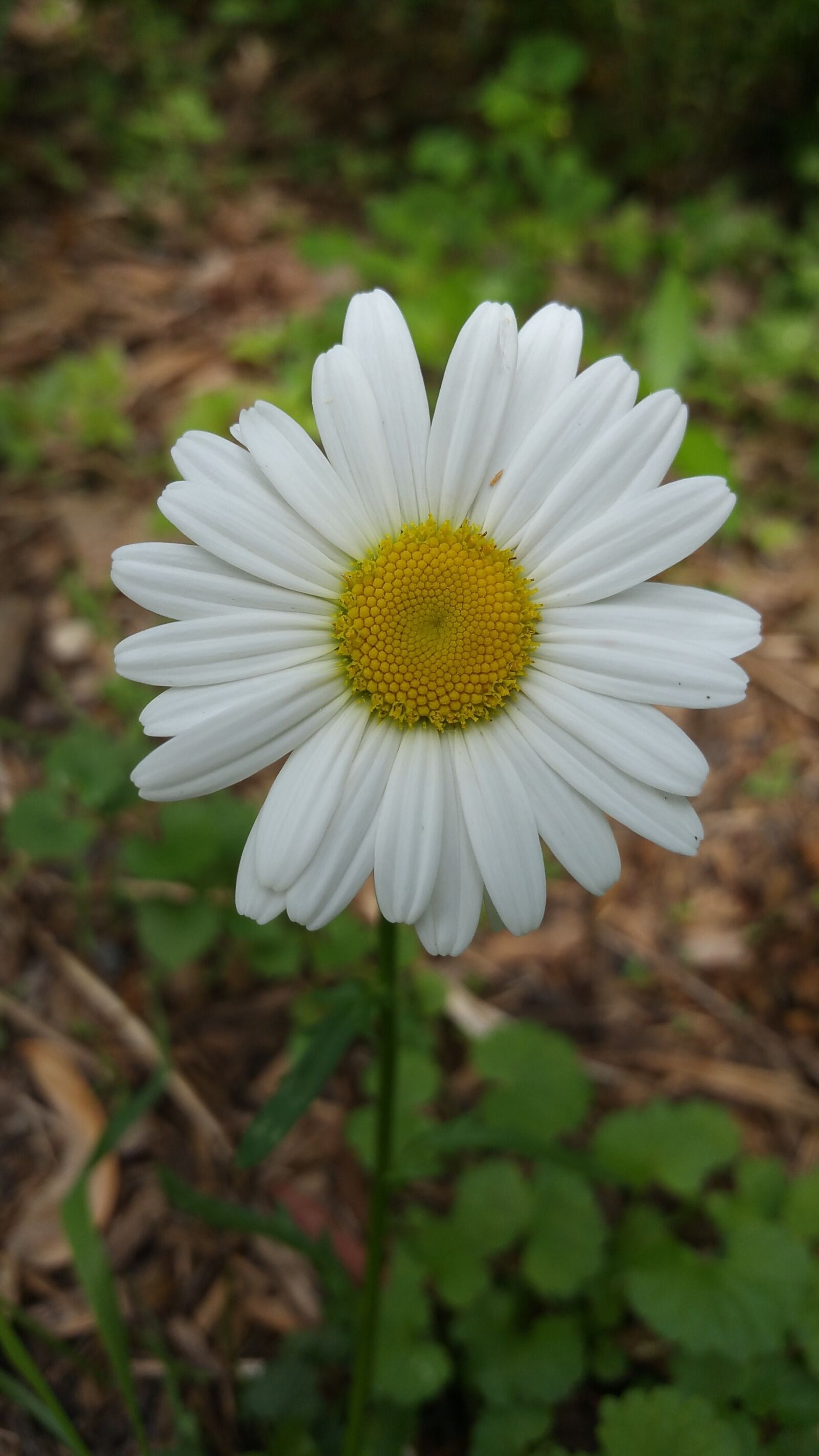 Samsung Galaxy Note4 sample photo. Daisy, flower, nature photography