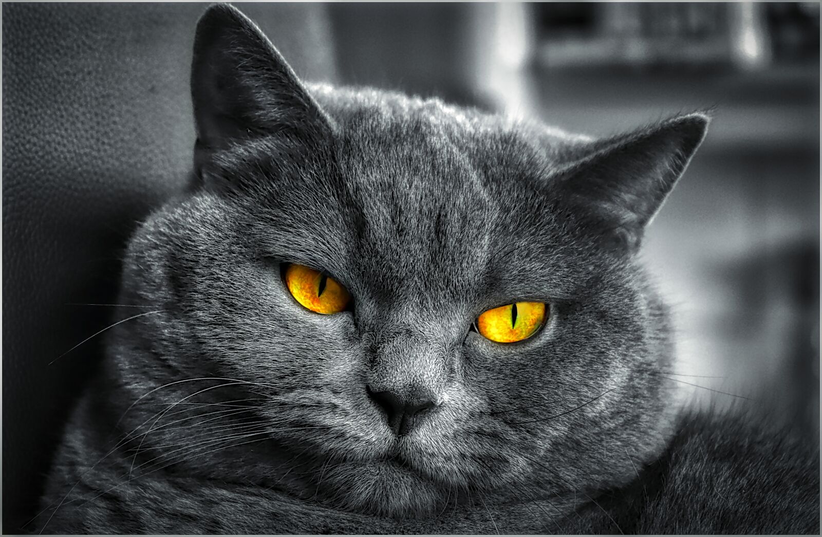 Canon EOS 200D (EOS Rebel SL2 / EOS Kiss X9) sample photo. Cat, view, eyes photography