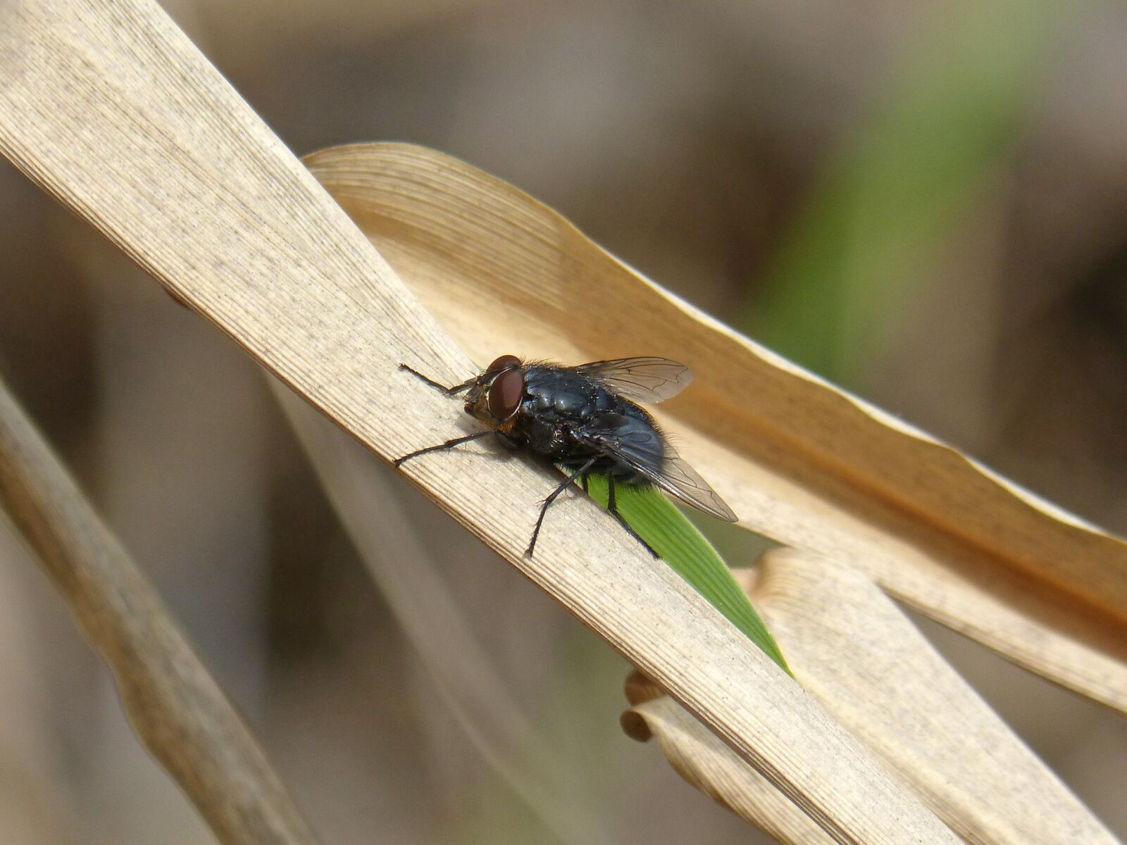 Panasonic DMC-FZ62 sample photo. Fly, leaf, american cane photography