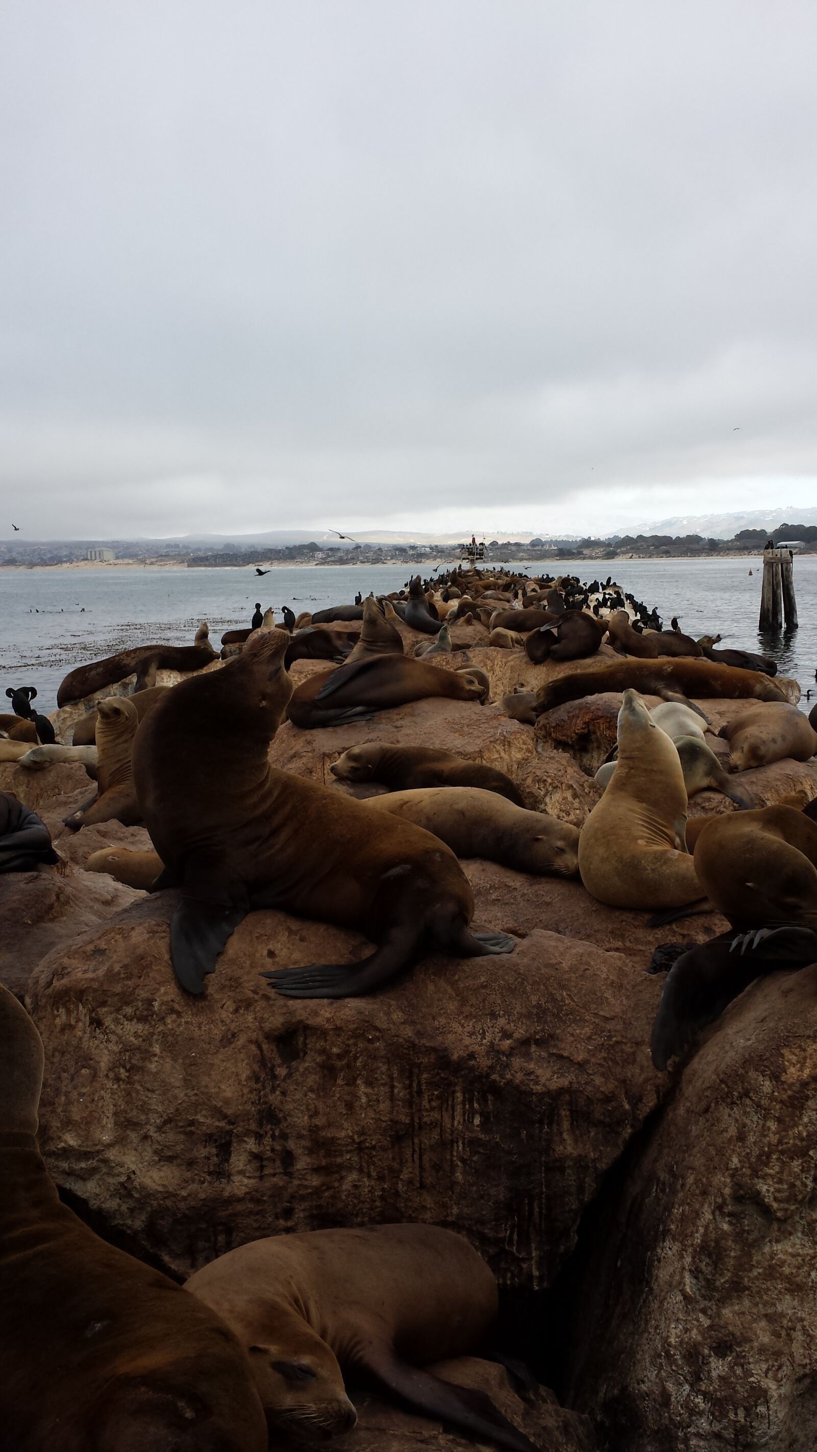 Samsung Galaxy S4 sample photo. California, sealion, mammal photography