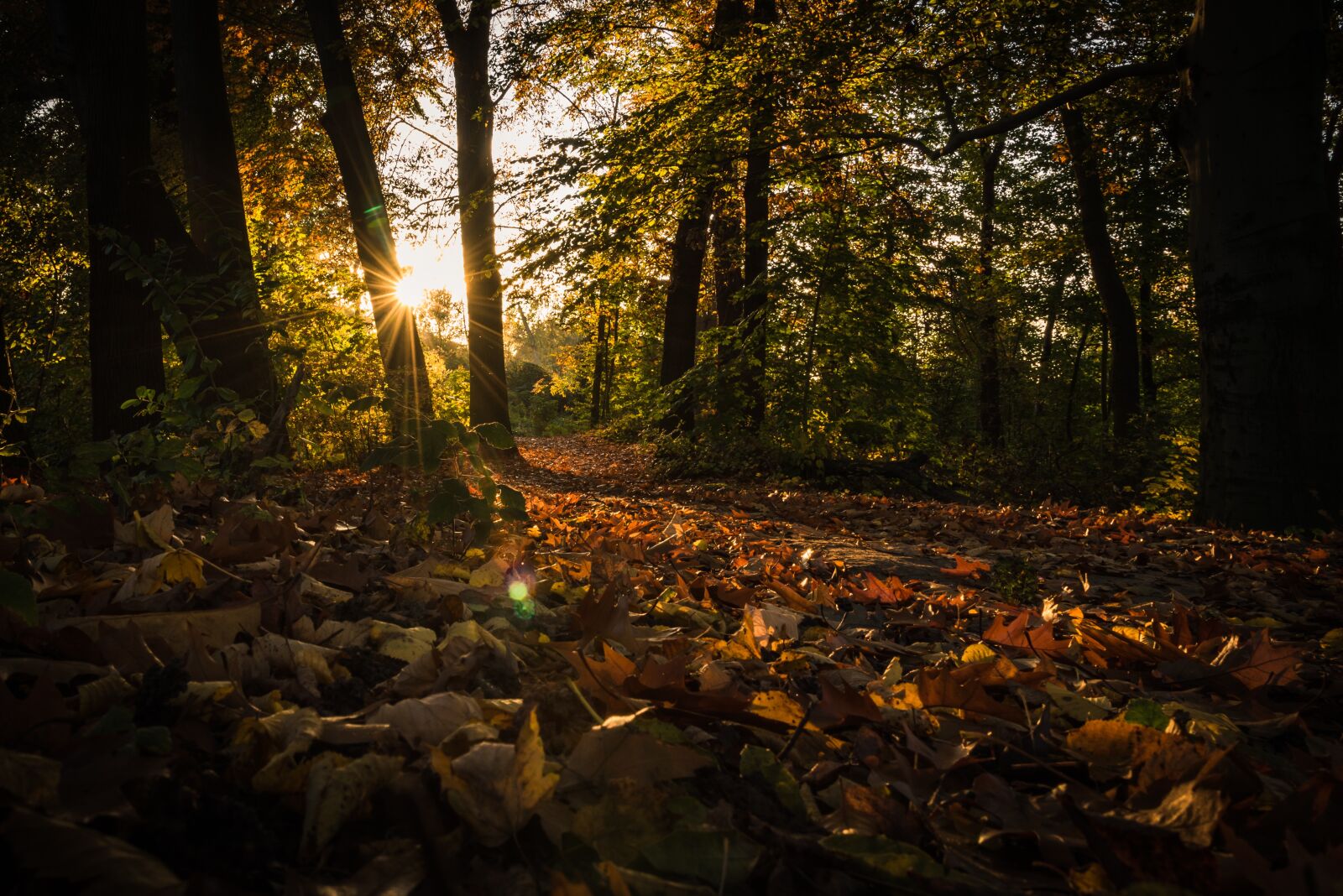 Nikon D750 sample photo. Sunset, fall foliage, autumn photography
