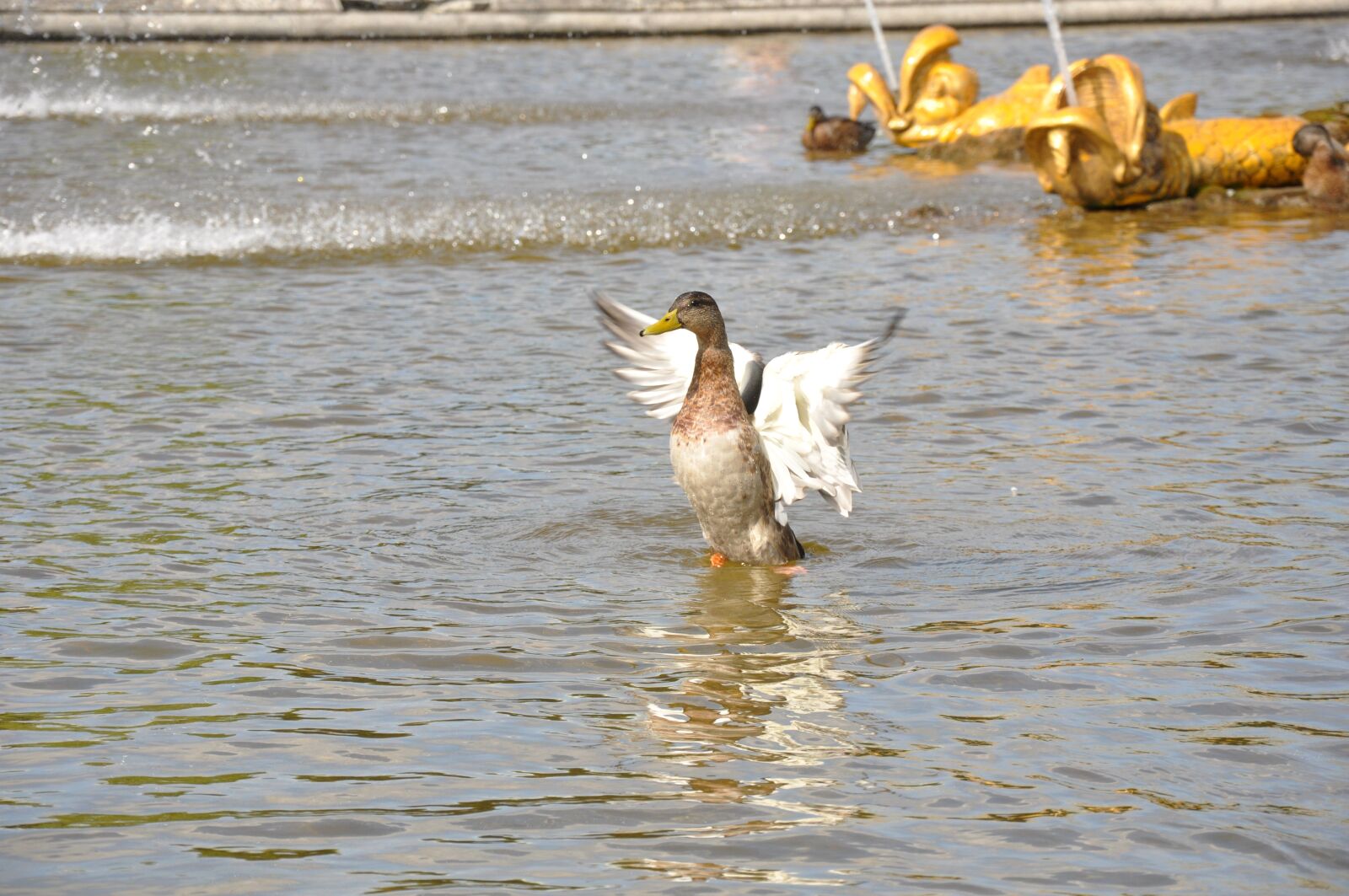 Nikon D90 sample photo. Duck, fountain, water photography