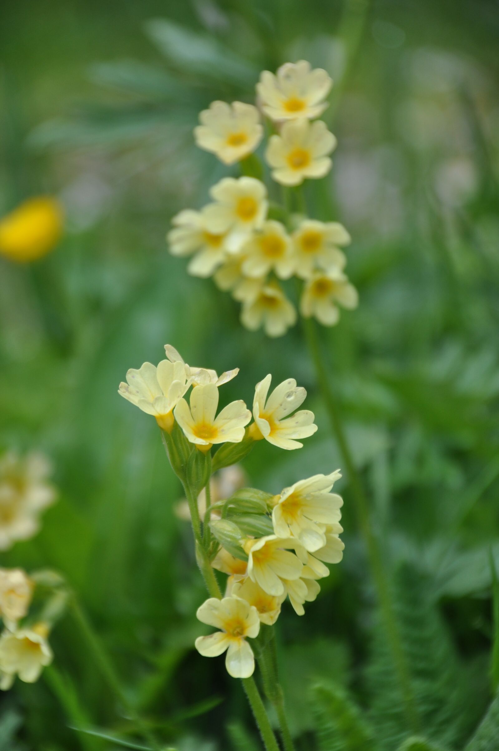 Nikon D90 sample photo. Cowslip, flowers, yellow photography