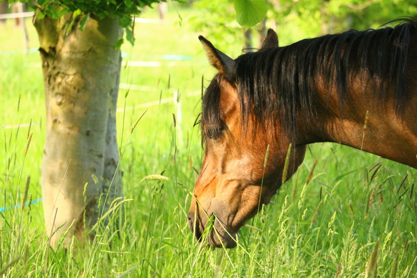 Canon EOS 100D (EOS Rebel SL1 / EOS Kiss X7) sample photo. Horse, brown mold, thoroughbred photography